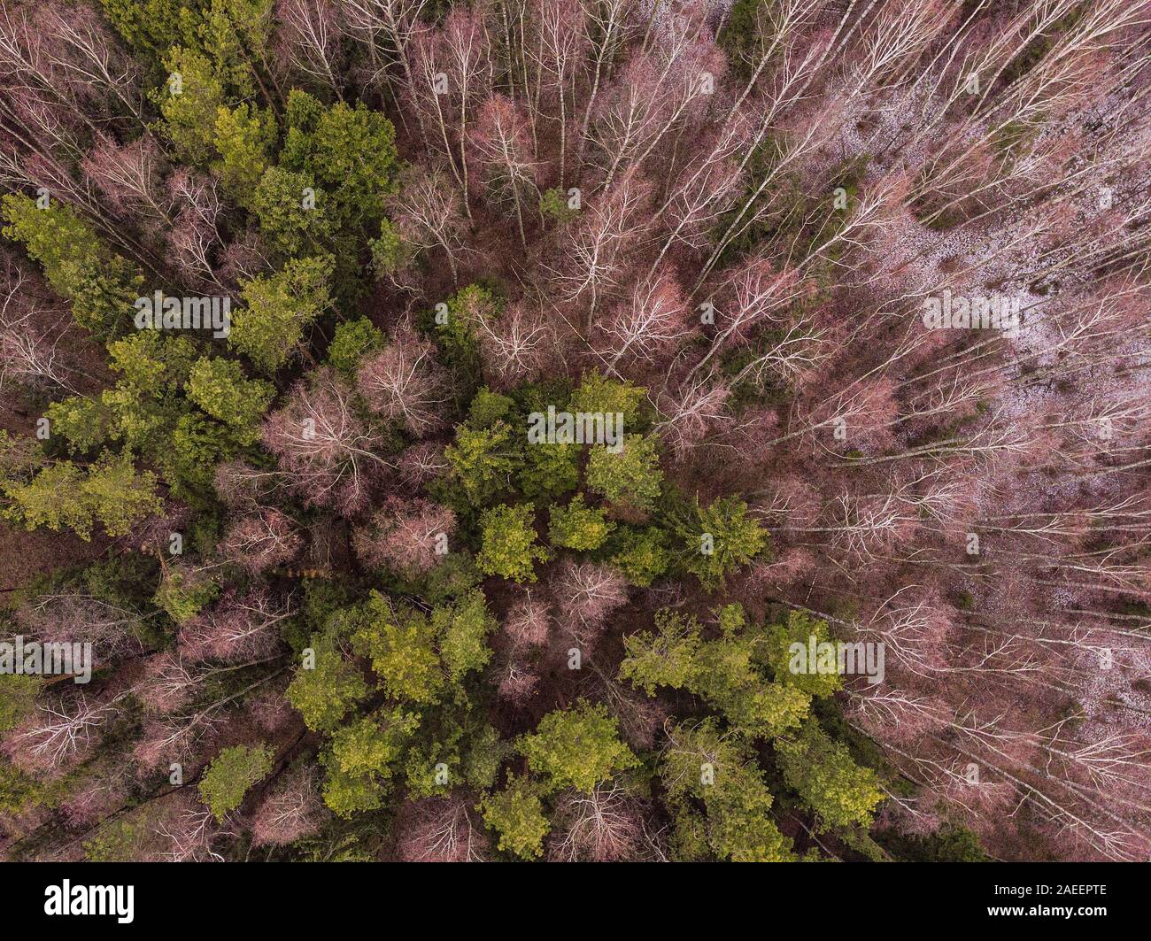 Vue de dessus de l'antenne de l'hiver des arbres dans une forêt mixte. Photographie de drones Banque D'Images