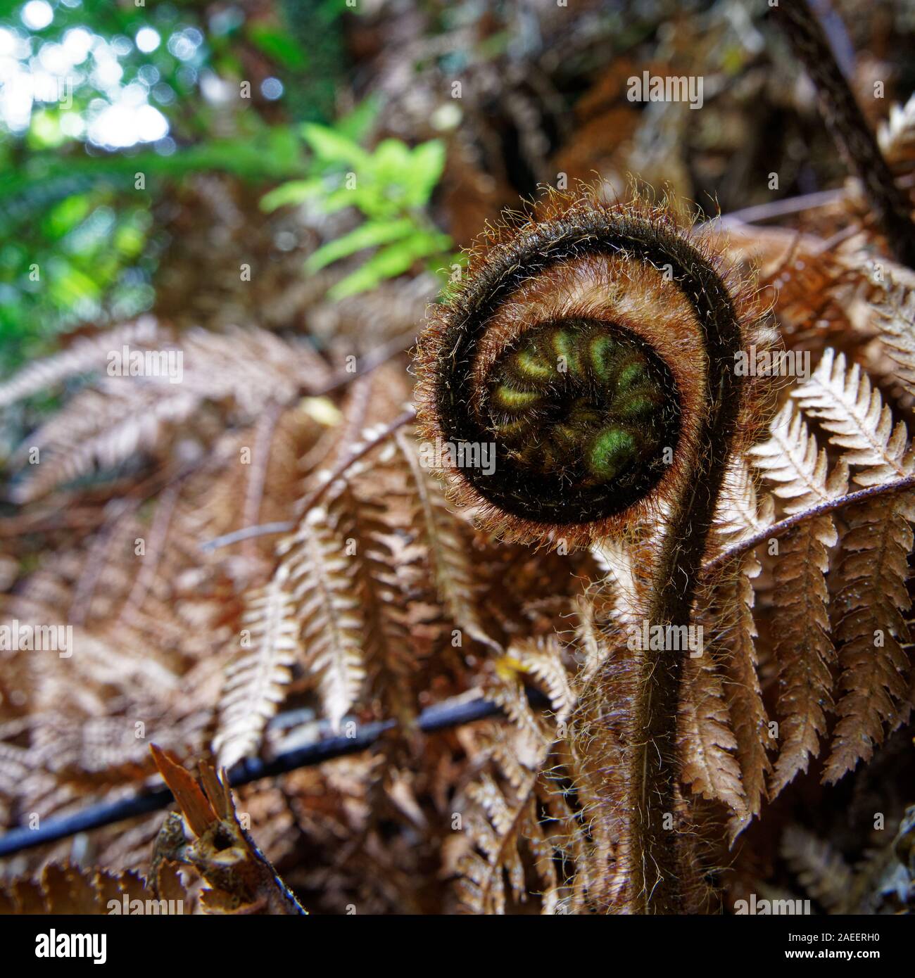 Une nouvelle fronde de fougère appelée un koru commence à peine à se déployer dans une nouvelle feuille de fougère, la Nouvelle-Zélande. Banque D'Images