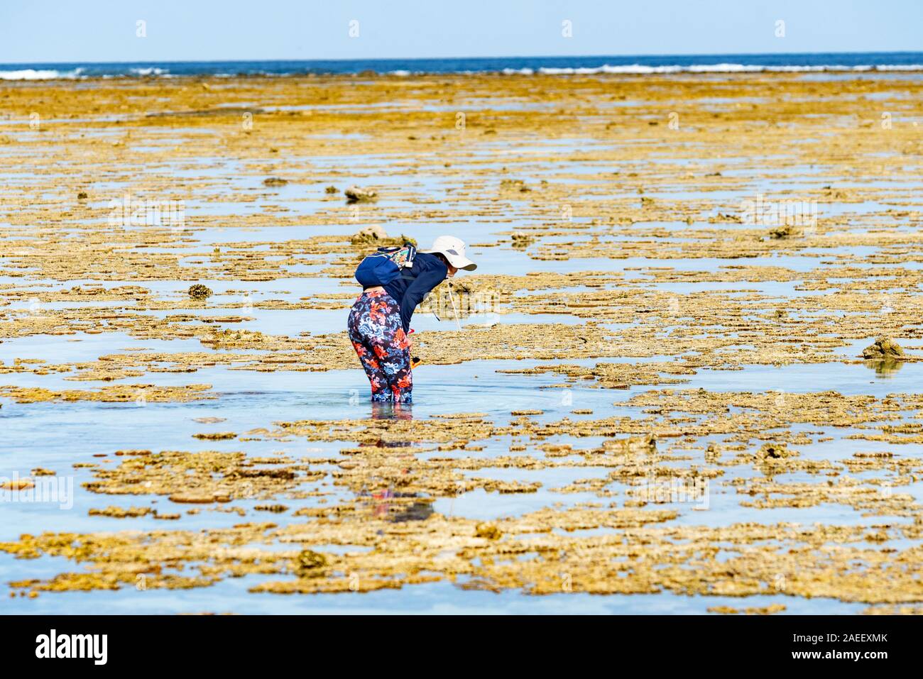 Lady Elliot Island Australie - le 27 novembre 2019 ;'pataugeant sur coral reef rock pools explorer Banque D'Images