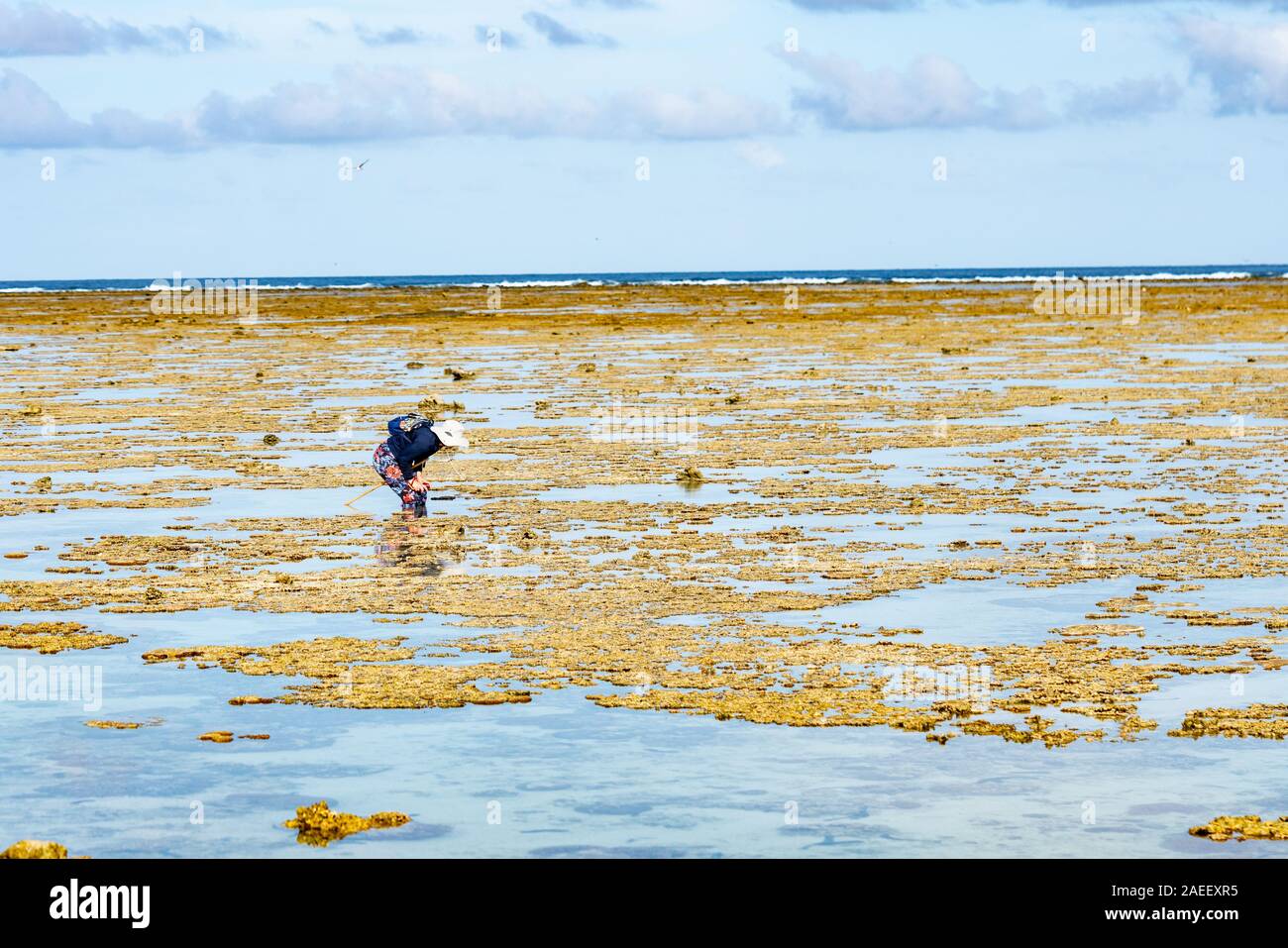 Lady Elliot Island Australie - le 27 novembre 2019 ;'pataugeant sur coral reef rock pools explorer Banque D'Images