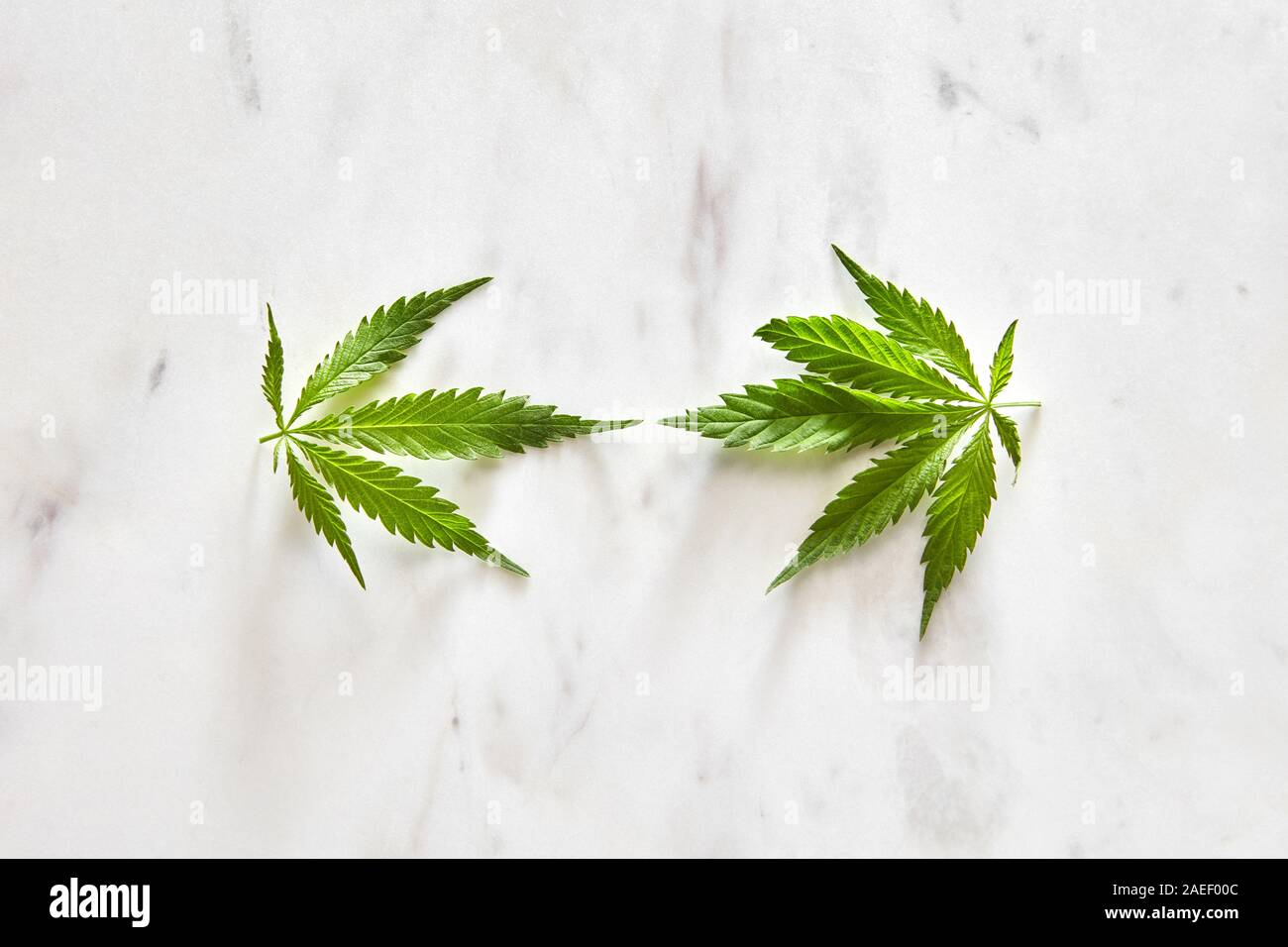 Feuilles vertes fraîches et naturelles de la marijuana sur une base en marbre gris avec copie espace. Mise à plat. Concept utilisation du cannabis à des fins médicales. Banque D'Images