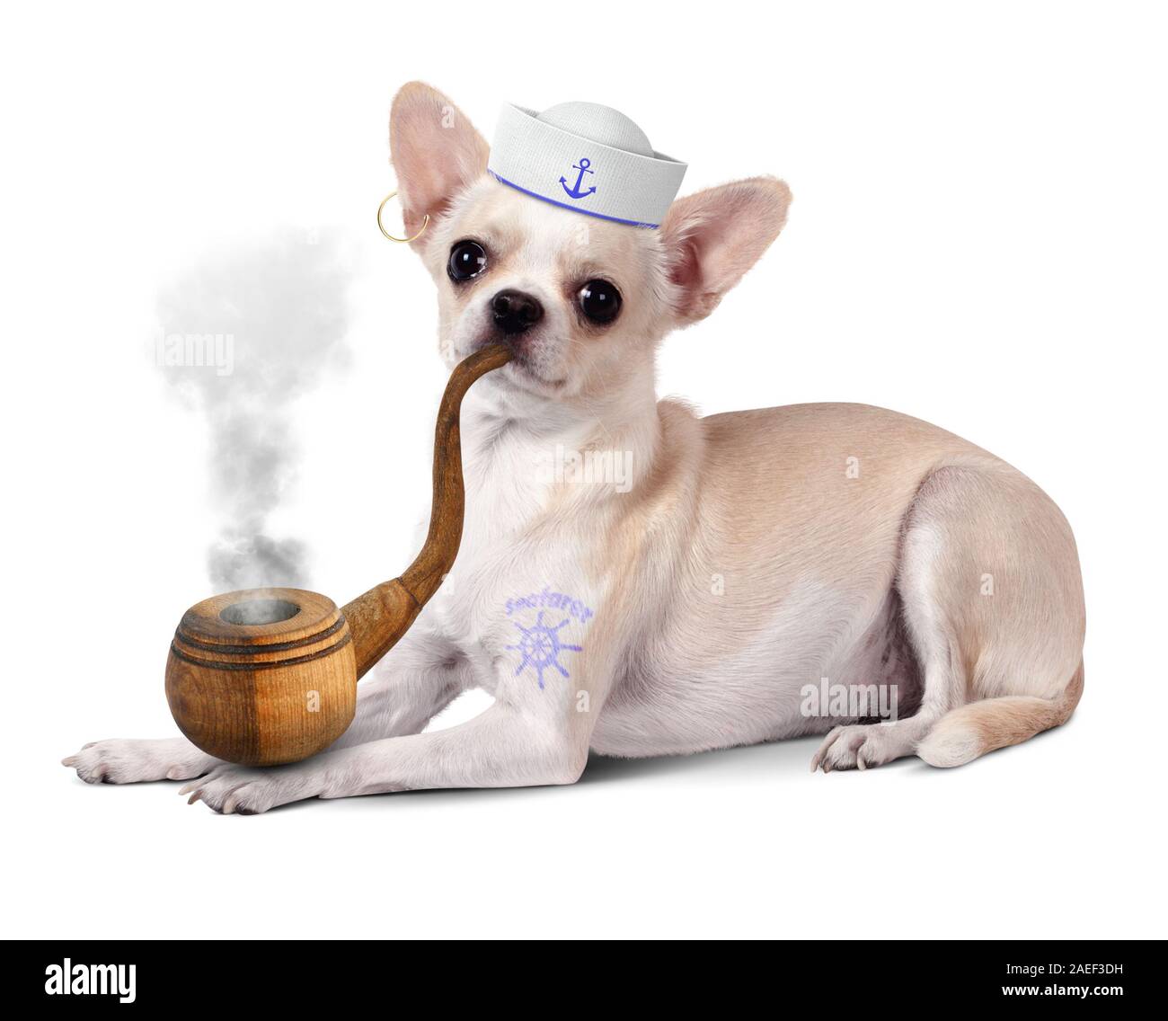 Funny animal marin, chien avec tuyau et mariner hat Banque D'Images