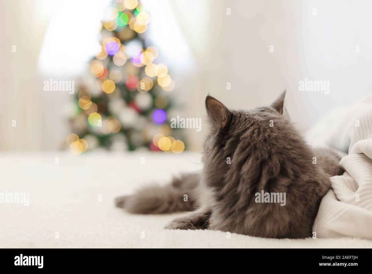 Joyeux Noël ! Un chat drôle gris se trouve sur un canapé dans le contexte d'un arbre de Noël décoré avec des jouets et de guirlandes. Focus sélectif. Banque D'Images