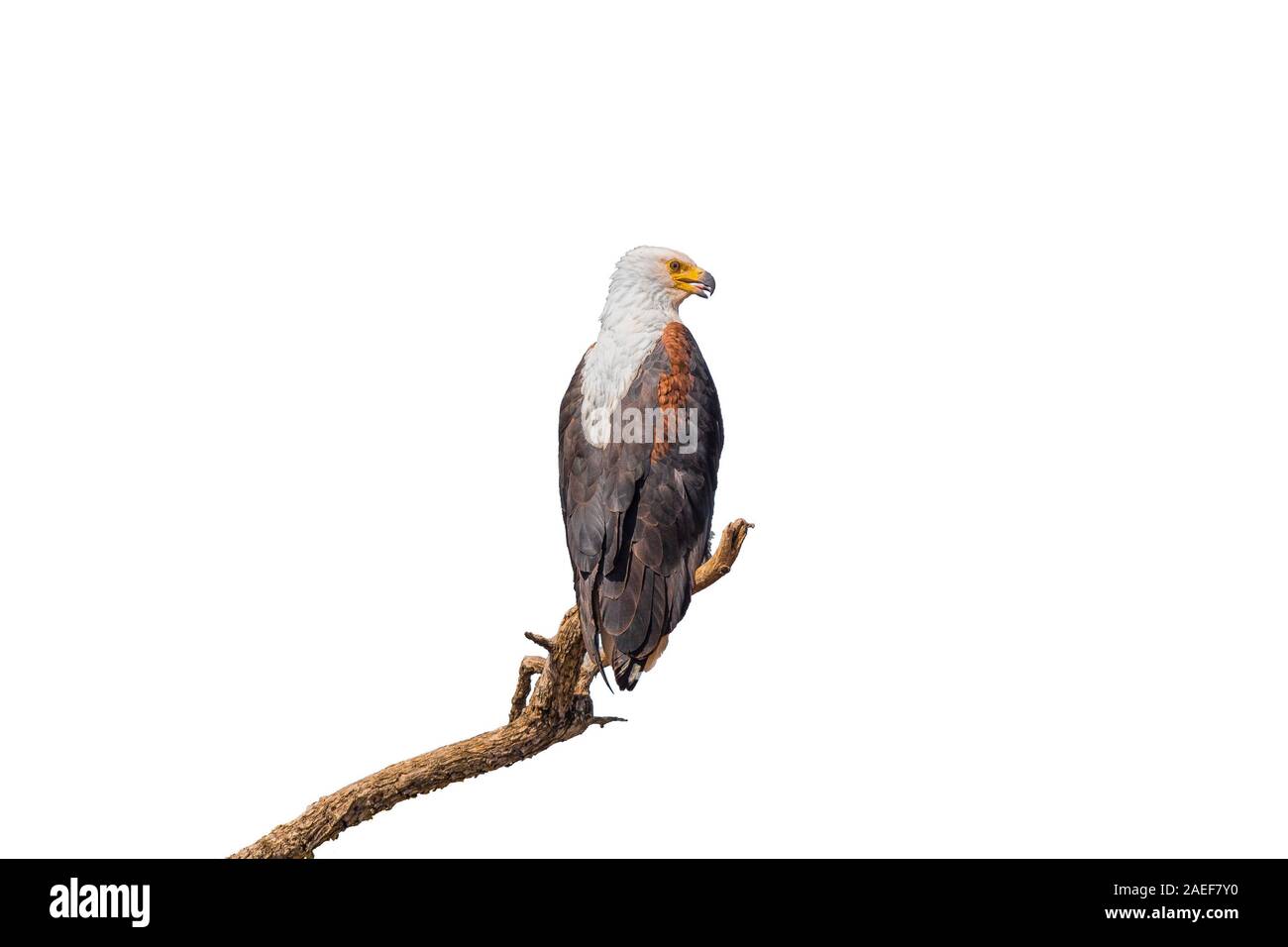 Un poisson africain, eagle Haliaeetus vocifer, sur un arbre mort, branche isolated on white Banque D'Images