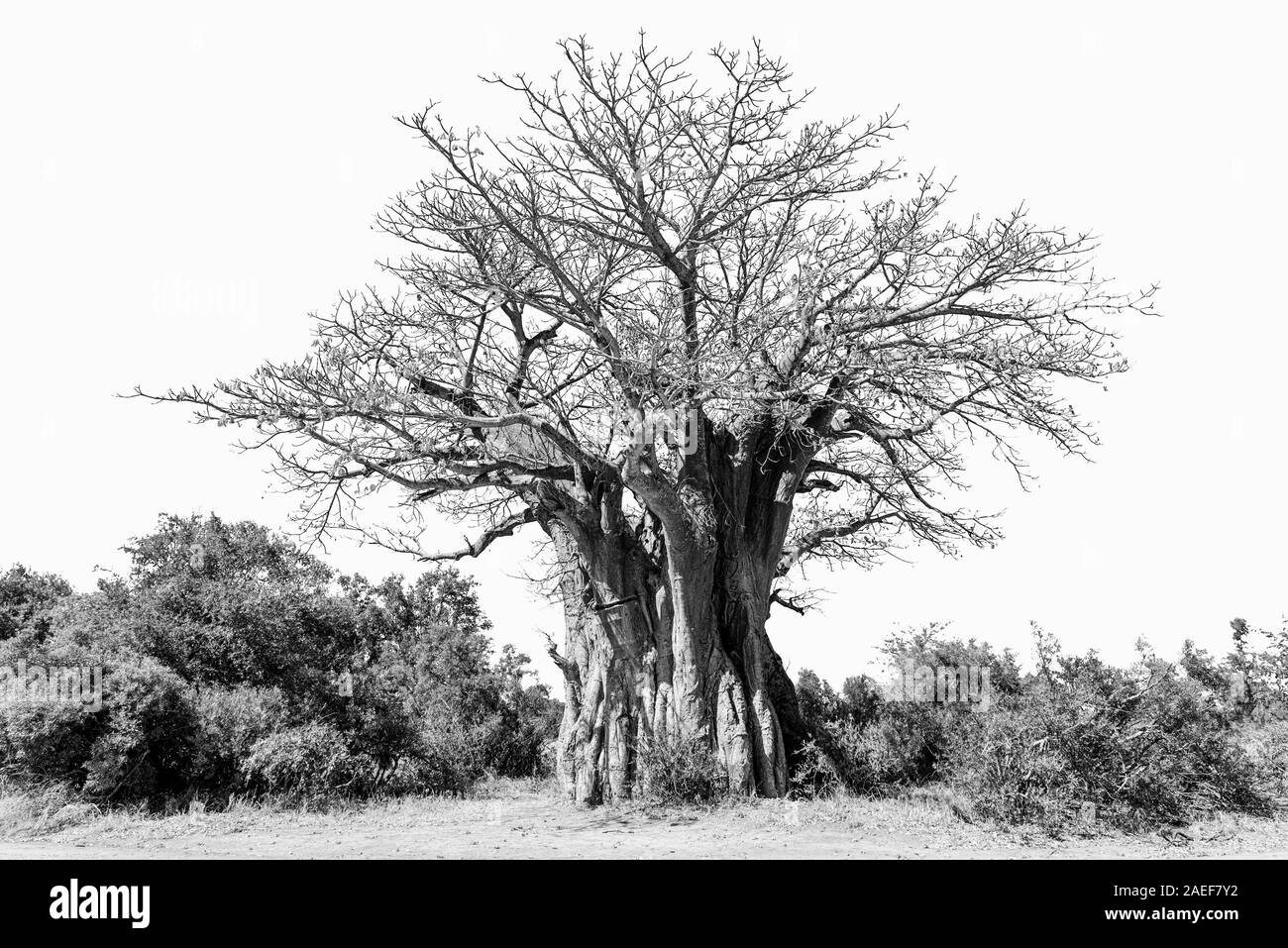 Un baobab, Adansonia digitata, aussi appelé arbre à l'envers, isolé sur blanc, monochrome Banque D'Images