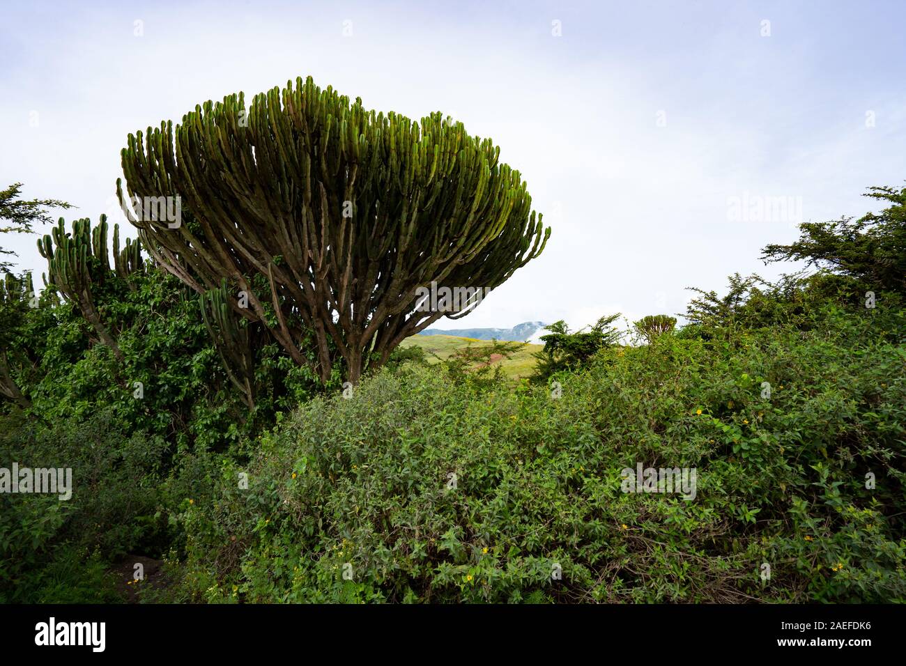 Le cratère du Ngorongoro Conservation Area Banque D'Images