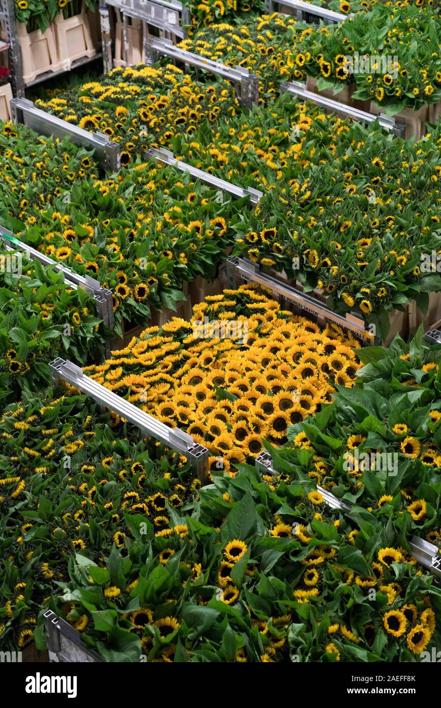 Vente aux enchères de fleurs Aalsmeer, pays-Bas Banque D'Images