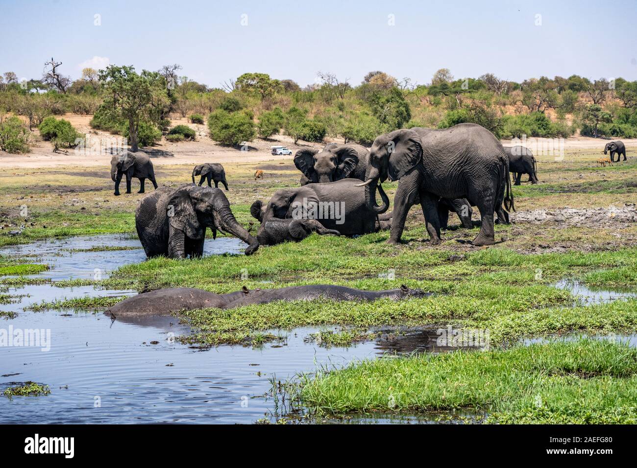 Un troupeau d'éléphants africains de l'eau potable dans un trou d'arrosage. Photographiée au Parc National de Chobe au Botswana Banque D'Images