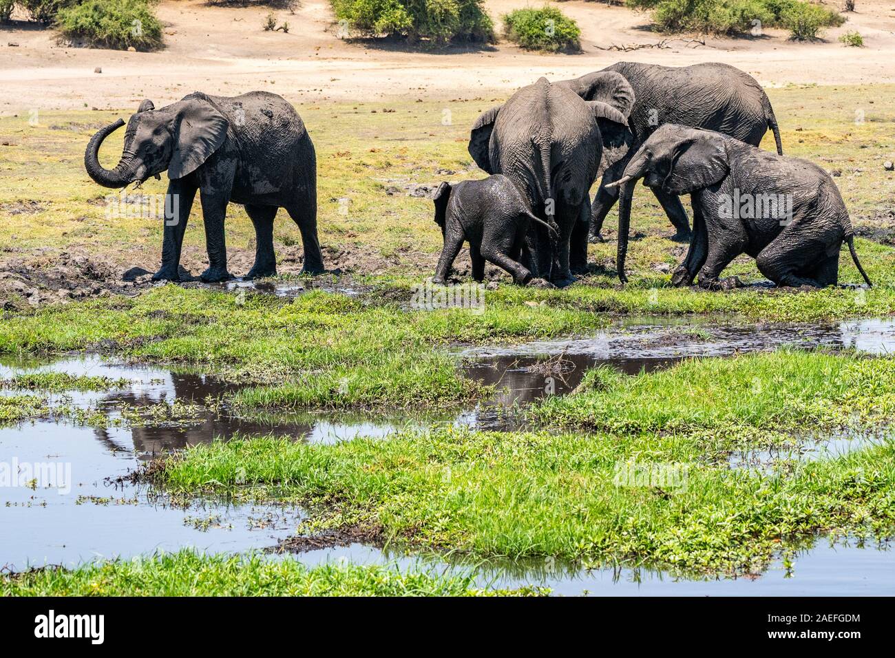 Un troupeau d'éléphants africains de l'eau potable dans un trou d'arrosage. Photographiée au Parc National de Chobe au Botswana Banque D'Images