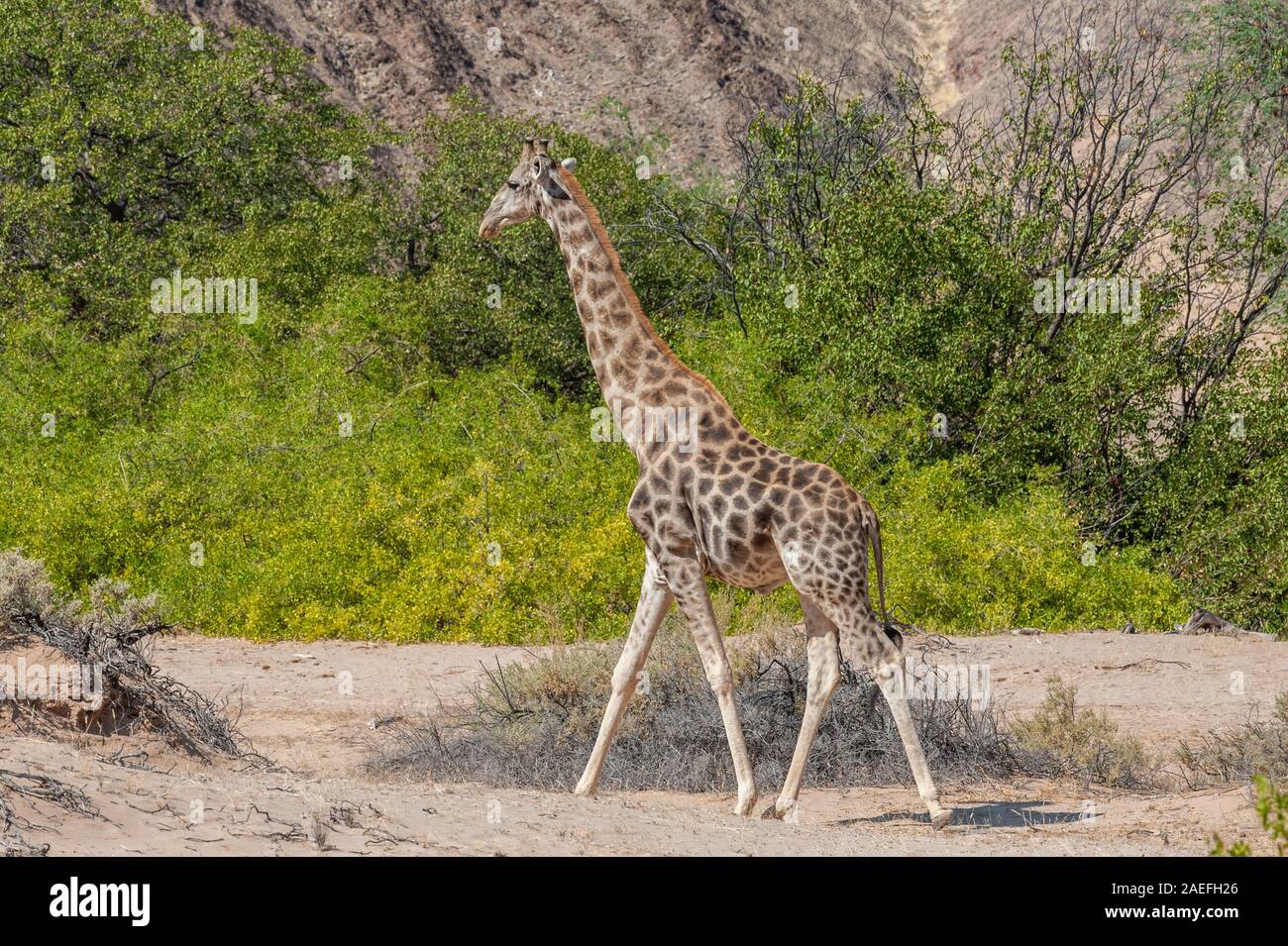 Portrait d'une girafe angolais - Giraffa giraffa angolensis- le long de la rivière Hoanib, dans le nord-ouest de la Namibie. Banque D'Images