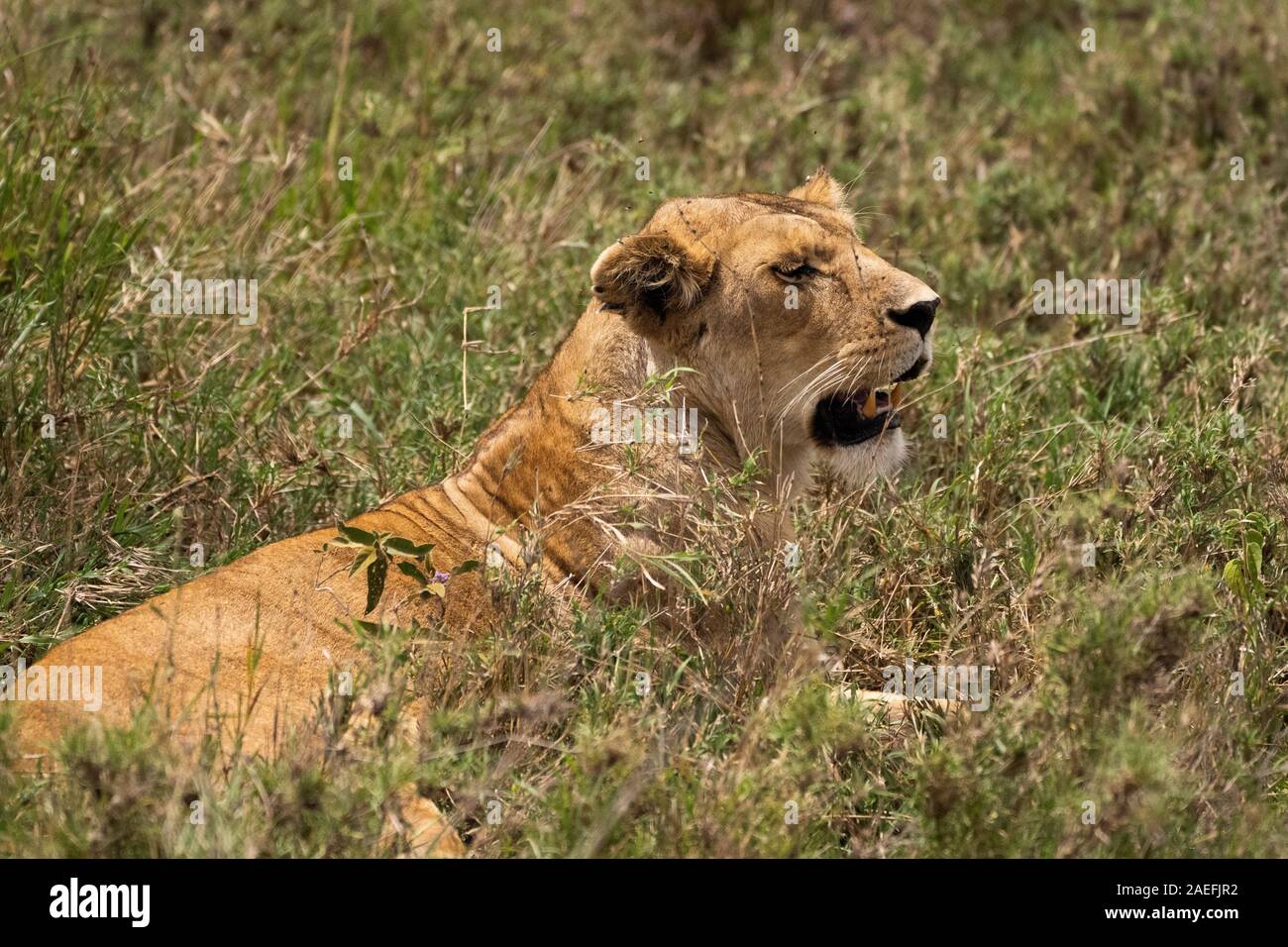 Lionne dans Lake Manyara National Park Banque D'Images