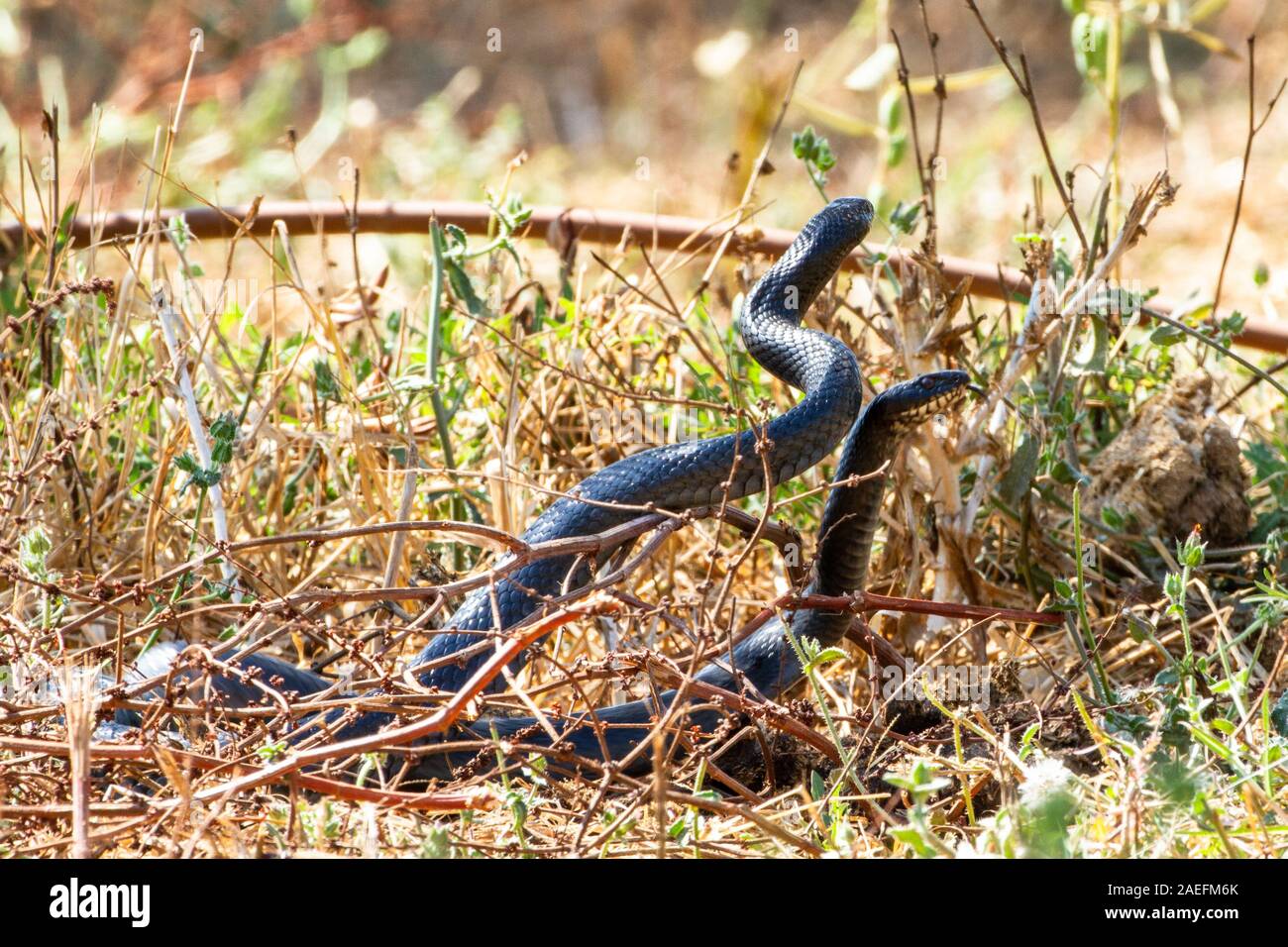 Dolichophis jugularis, le whipsnake noir, est une espèce de serpents de la famille des Colubridae. Sous-espèces Dolichophis jugularis asianus photographié en J Banque D'Images