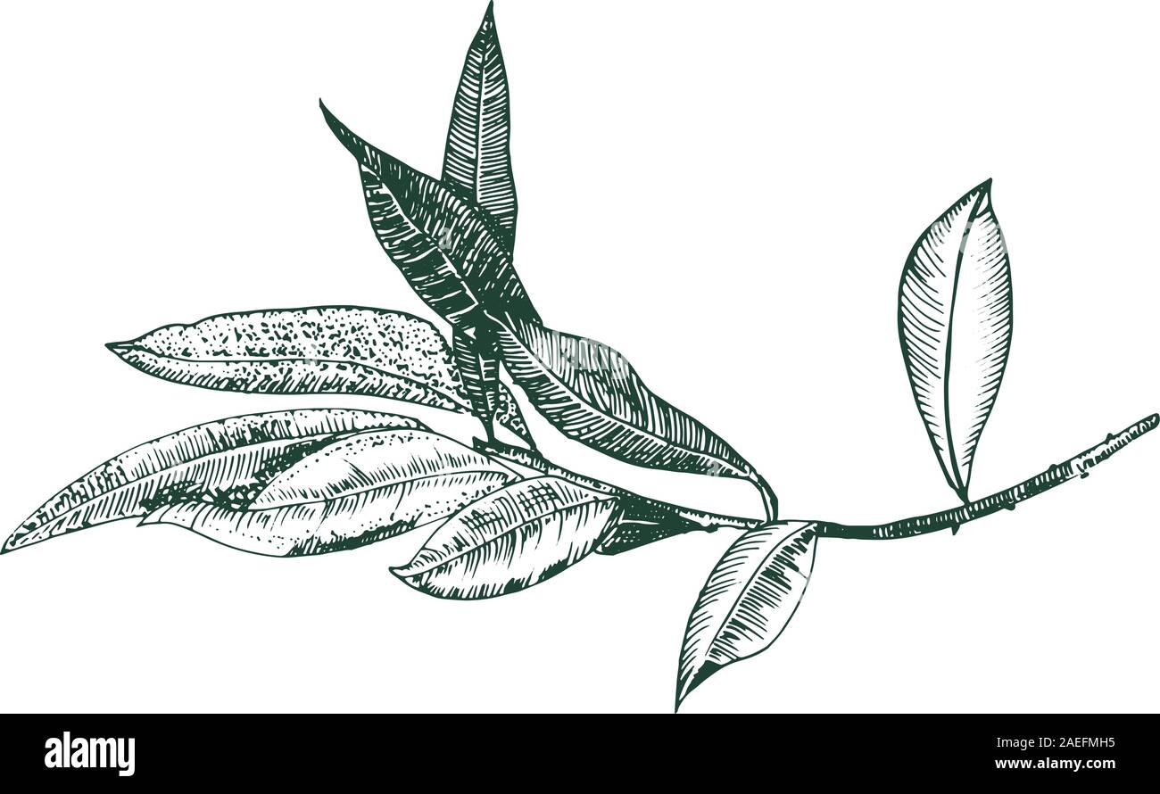 Olive Branch Vector dessin, gravure, isolé sur un fond blanc, une esquisse dessinée à la main Illustration de Vecteur