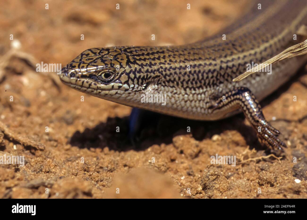Bridled scinque Mabuya Trachylepis ou bridée (vittata) est une espèce de lézards trouvés en Afrique du Nord et Moyen-Orient. La longueur de ces lézards est t Banque D'Images
