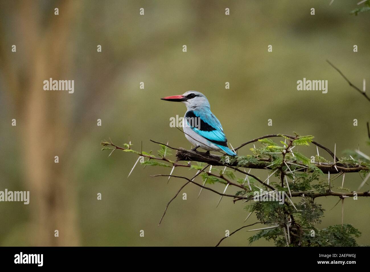 Woodland Kingfisher (Halcyon senegalensis) Banque D'Images