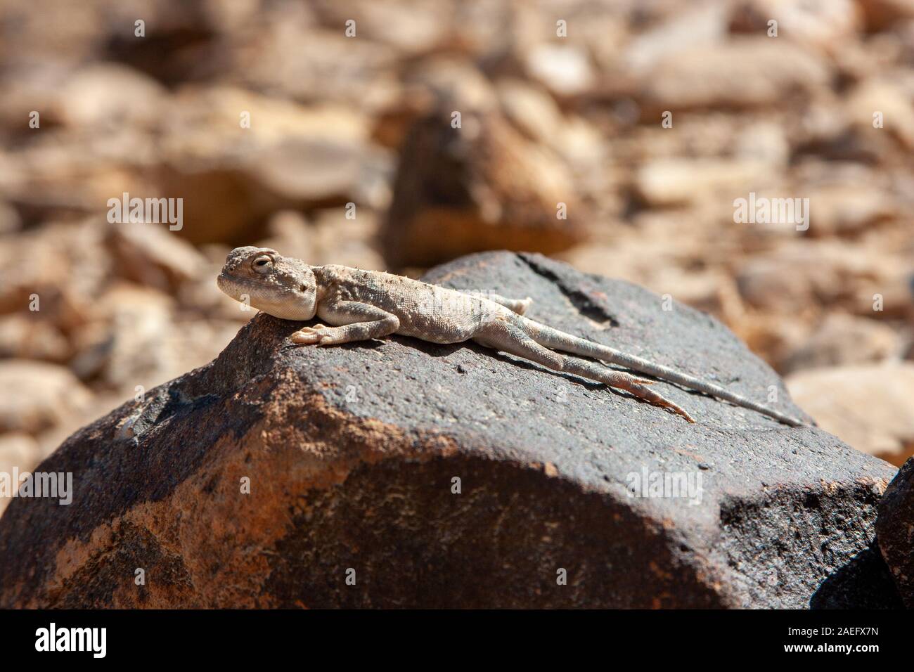 Agama (Trapelus pallidus désert) photographié en Israël Banque D'Images