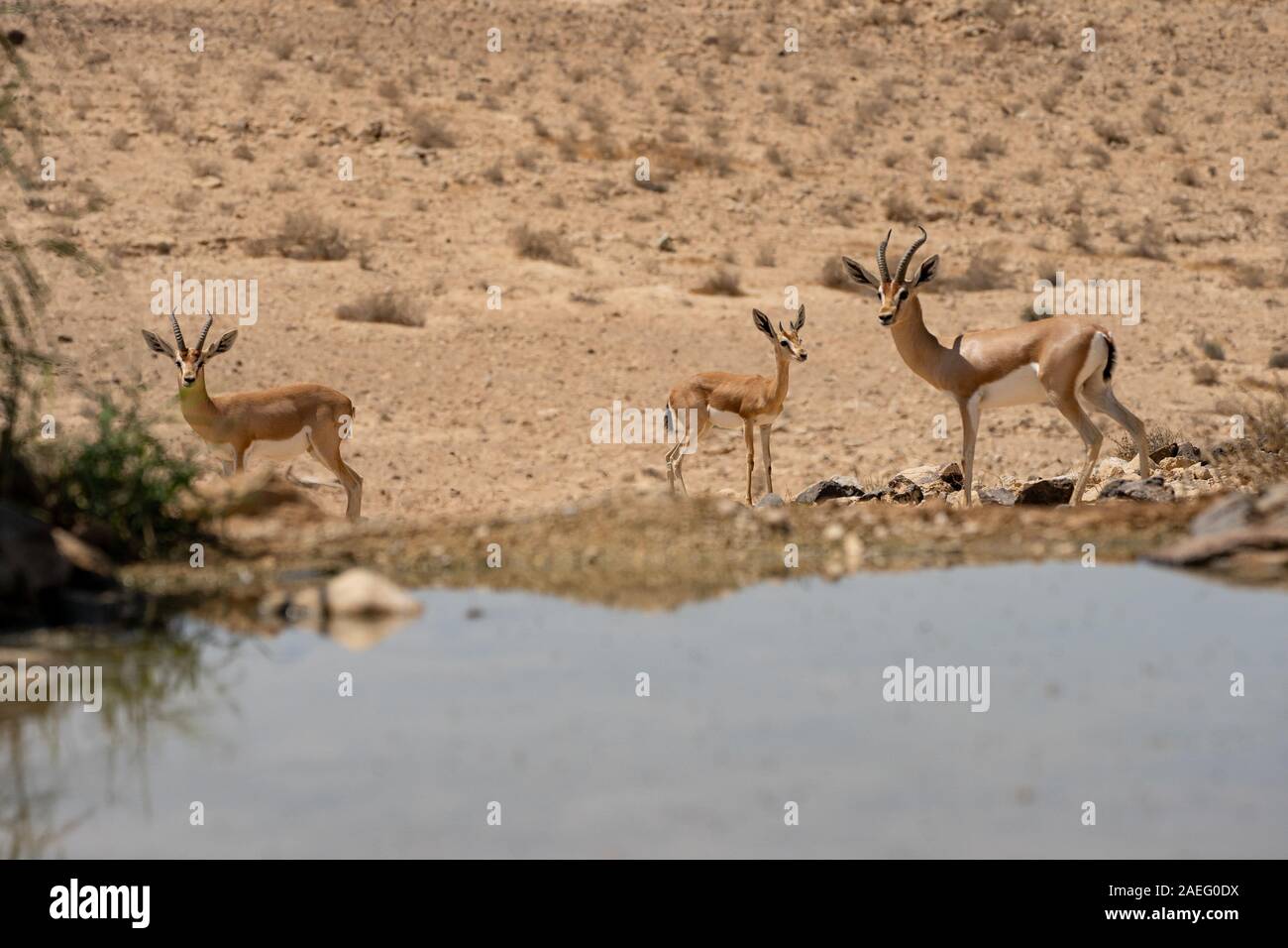 La gazelle dorcas (Gazella dorcas), également connu sous le nom de gazelle, Ariel est une petite commune et gazelle. La gazelle dorcas tient environ 55 à 65 cm à la s Banque D'Images