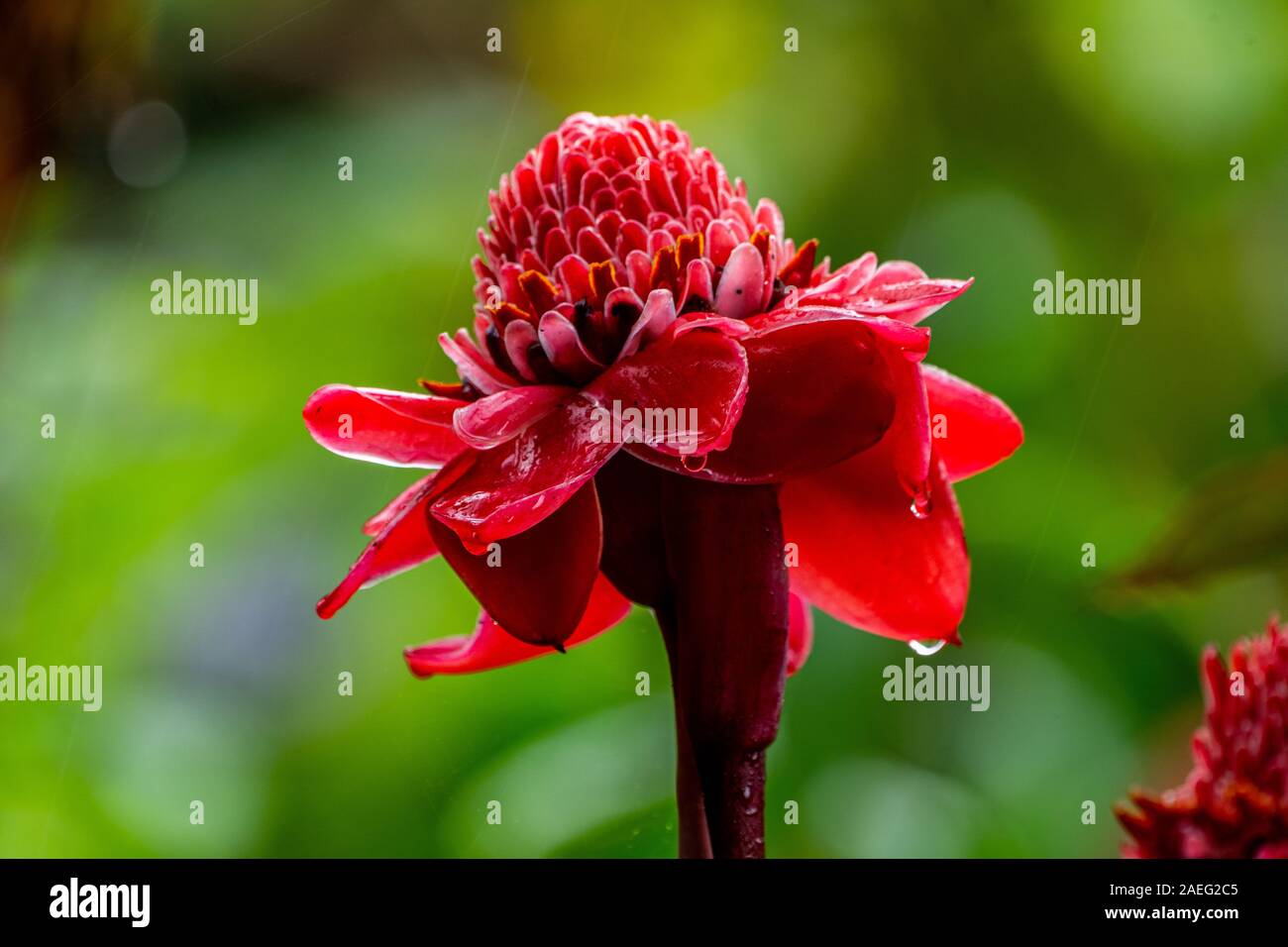 Etlingera elatior (également connu sous le nom de fleur de Gingembre Gingembre, torche, red ginger lily, lily torche, gingembre sauvage, combrang, bunga kantan, Philippine, fleur de cire Banque D'Images