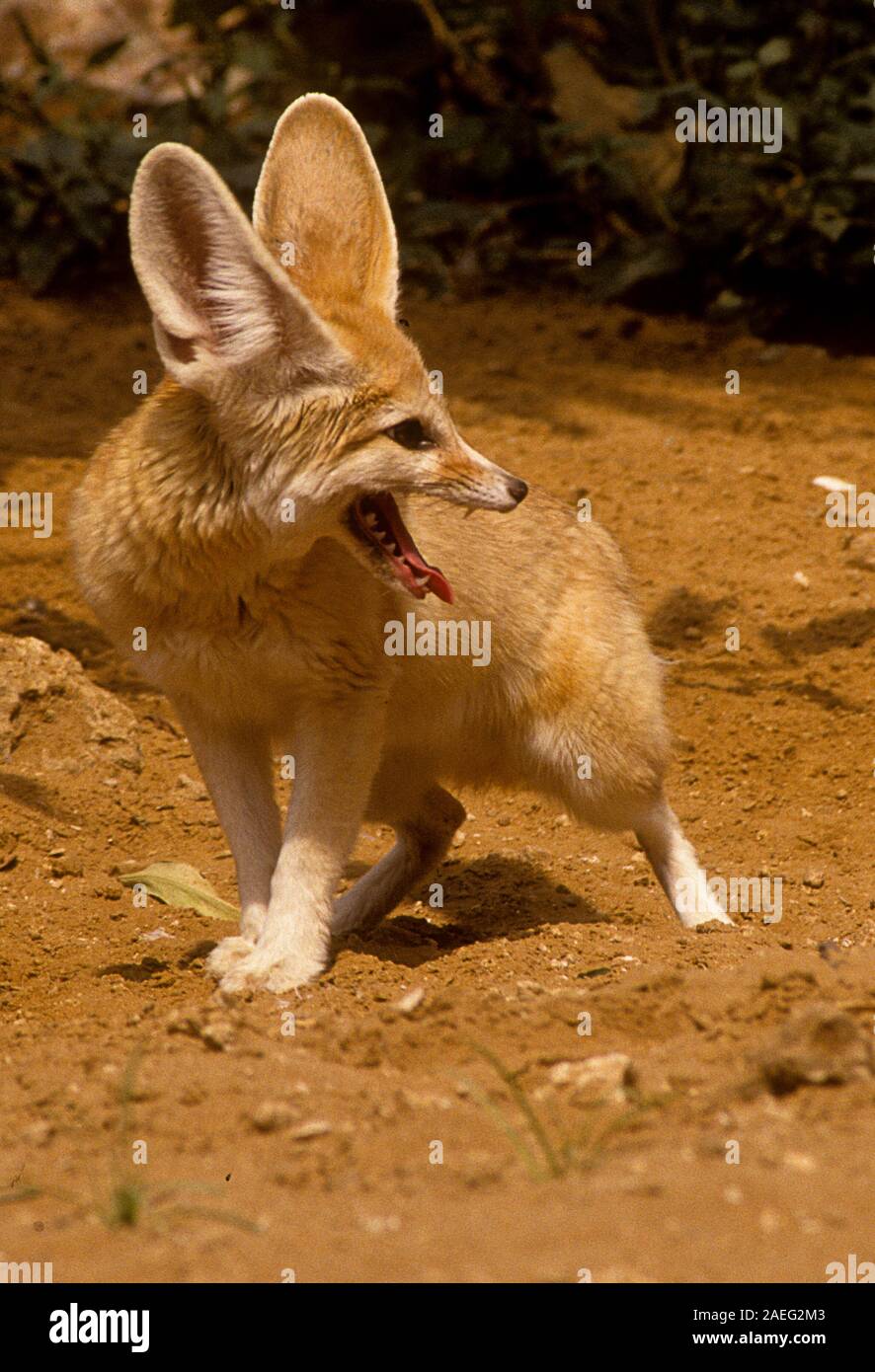 Fennec fox (Vulpes zerda), près de son terrier , photographié en Israël Banque D'Images