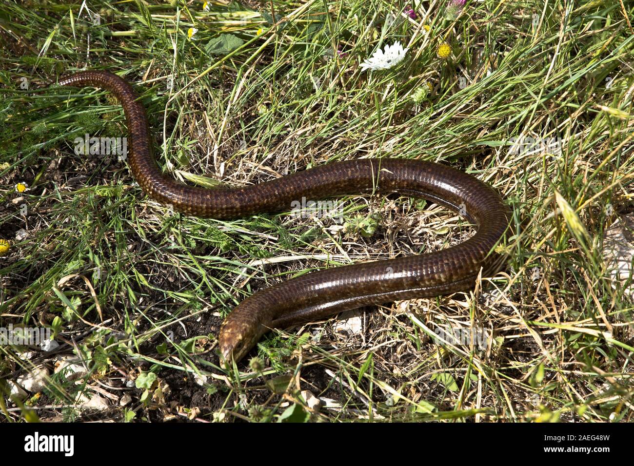 Le sheltopusik Pseudopus apodus), (également appelée Pallas's glass lizard ou l'lézard sans pattes, est une espèce de grand lézard verre foun Banque D'Images