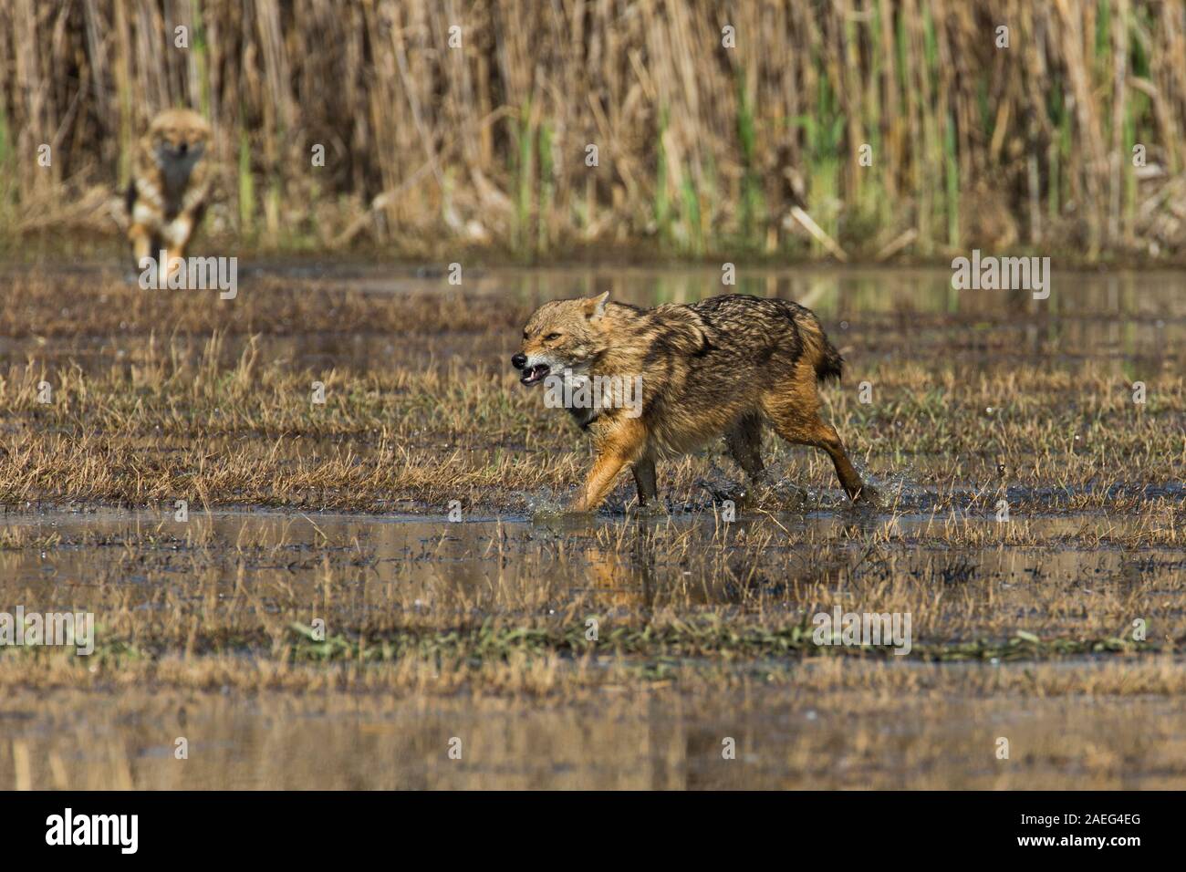 Le chacal doré (Canis aureus), également appelé l'asiatic, oriental ou chacal commun. Photographié en Israël Banque D'Images
