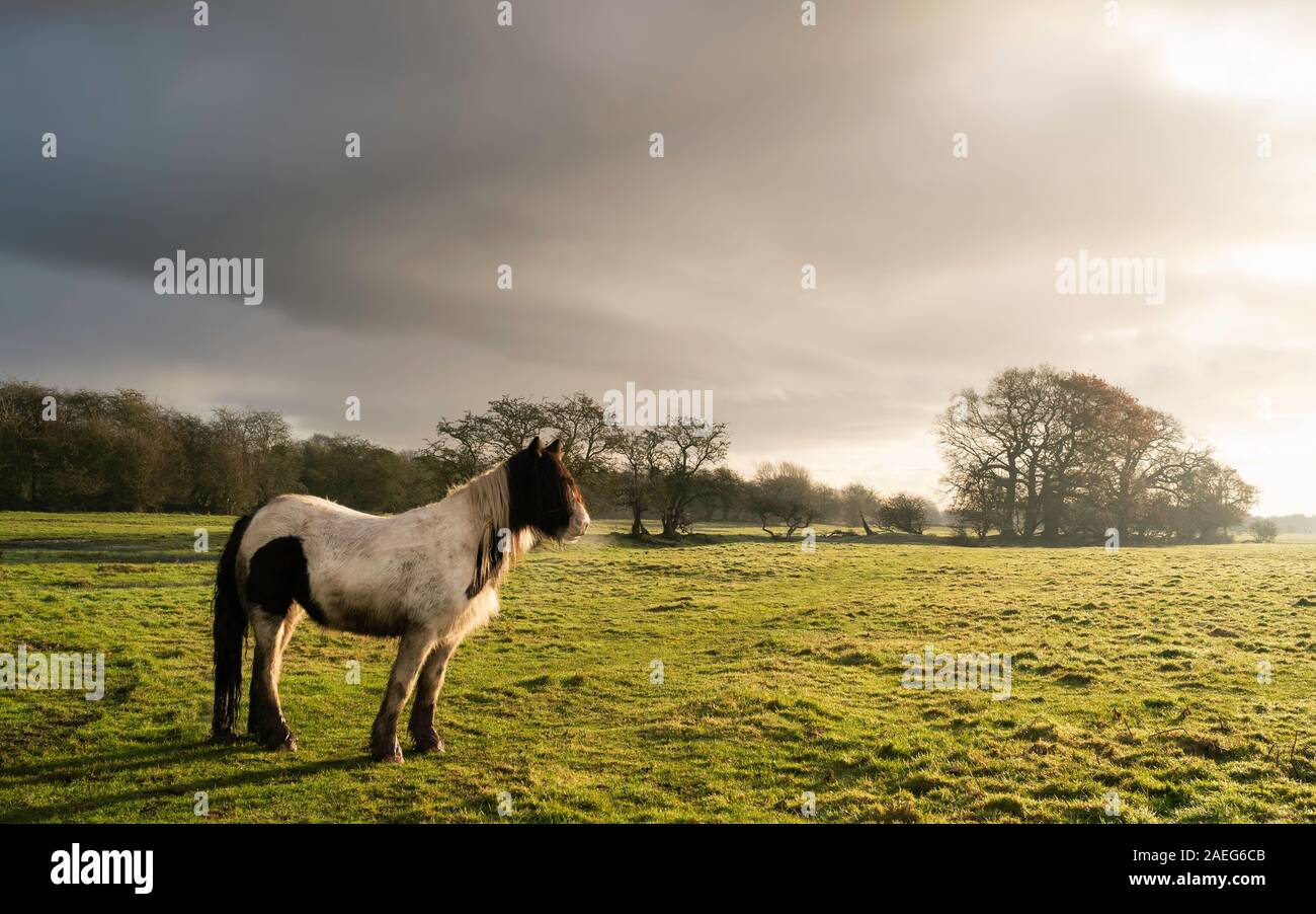 Beverley, Yorkshire, UK. Un cheval cob solitaire au milieu de prairies vertes et d'arbres sur l'horizon sous ciel clair à l'automne à Beverley, Yorkshire, Banque D'Images