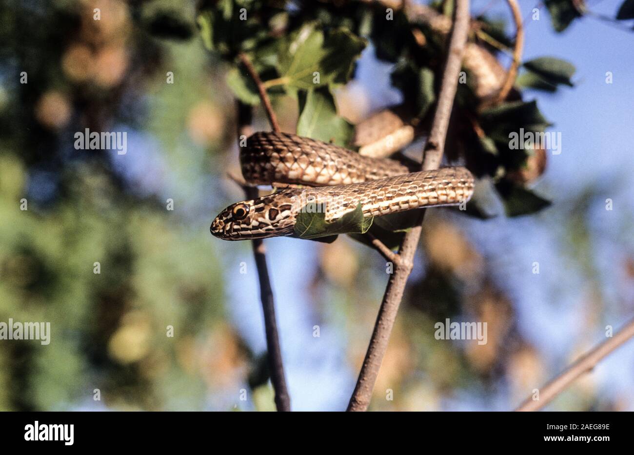 Malpolon monspessulanus, communément connu sous le nom de Montpellier serpent, est une espèce d'arrière-fanged venimeux légèrement colubridés. La couleuvre de Montpellier est très com Banque D'Images