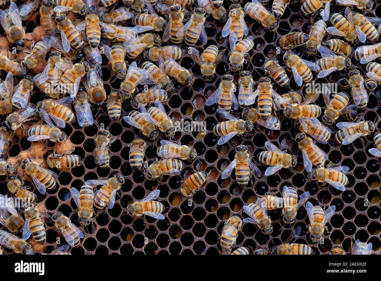 Abeilles à l'intérieur d'une ruche. Banque D'Images