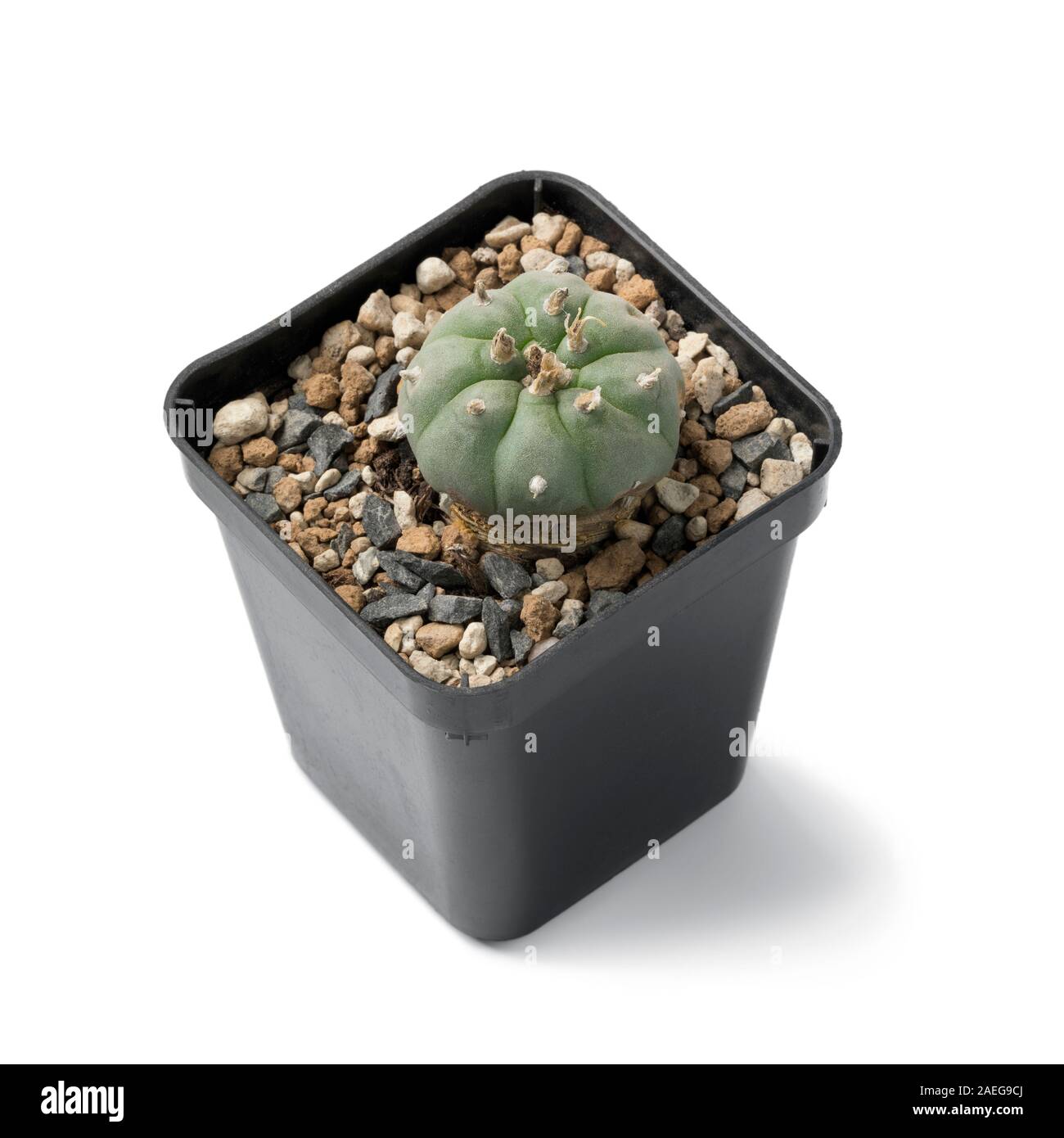Peyote cactus Lophophora williamsii dans un pot utilisé comme un hallucinogène par les Indiens d'Amérique et d'utilisateurs de drogues récréatives isolé sur fond blanc Banque D'Images
