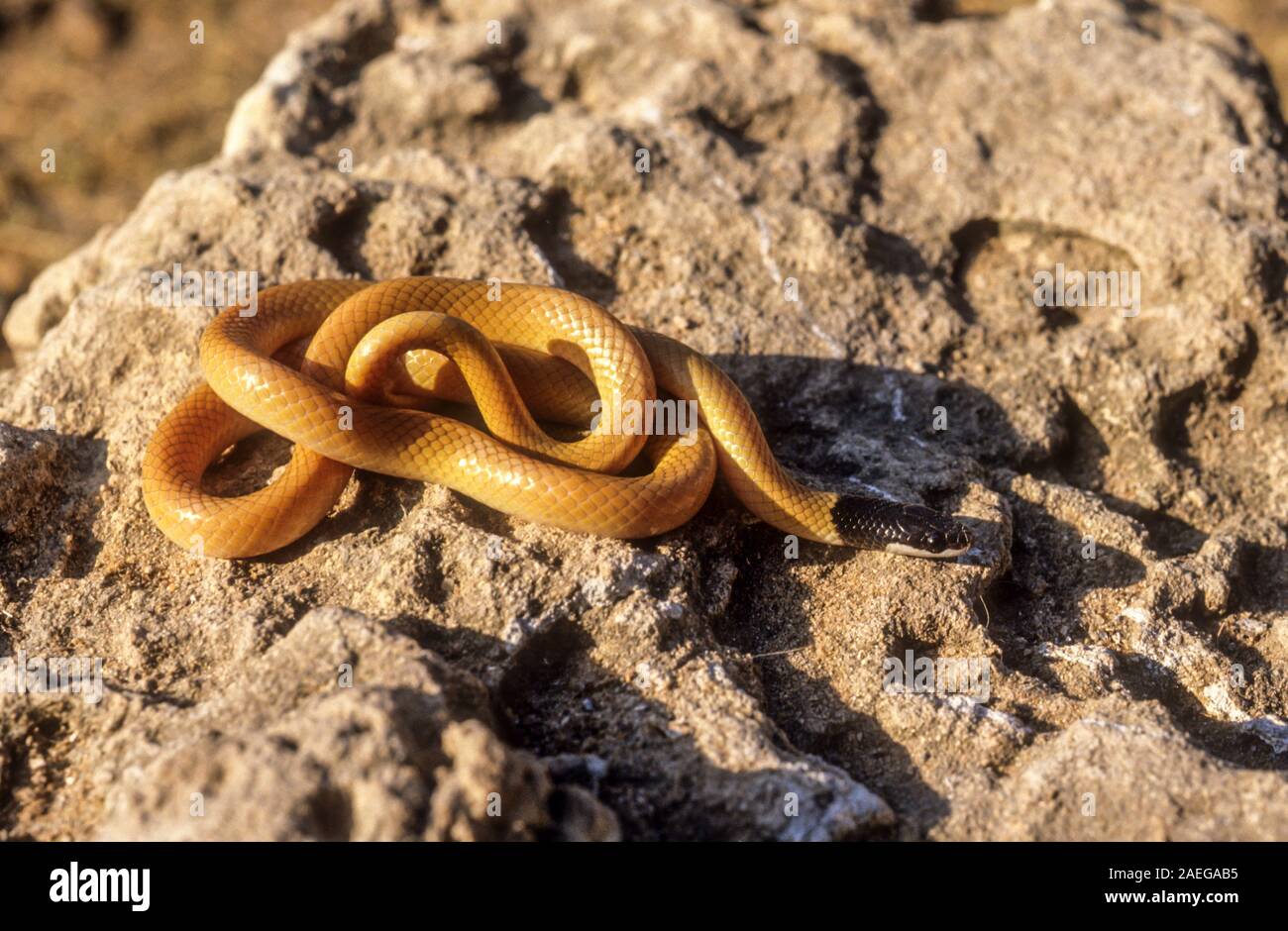 La masse à tête noire (Rhynchocalamus serpent melanocephalus), également connu sous le nom de snake kukri Palestine est une espèce de serpents inoffensifs, petit et élégant, w Banque D'Images