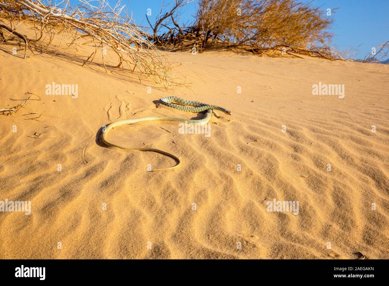 Braid Snake ou Jan's Cliff Racer (Platyceps rhodorachis) est une espèce de serpents trouvés en Asie centrale et au Moyen-Orient. Photographié en Israël en de Banque D'Images
