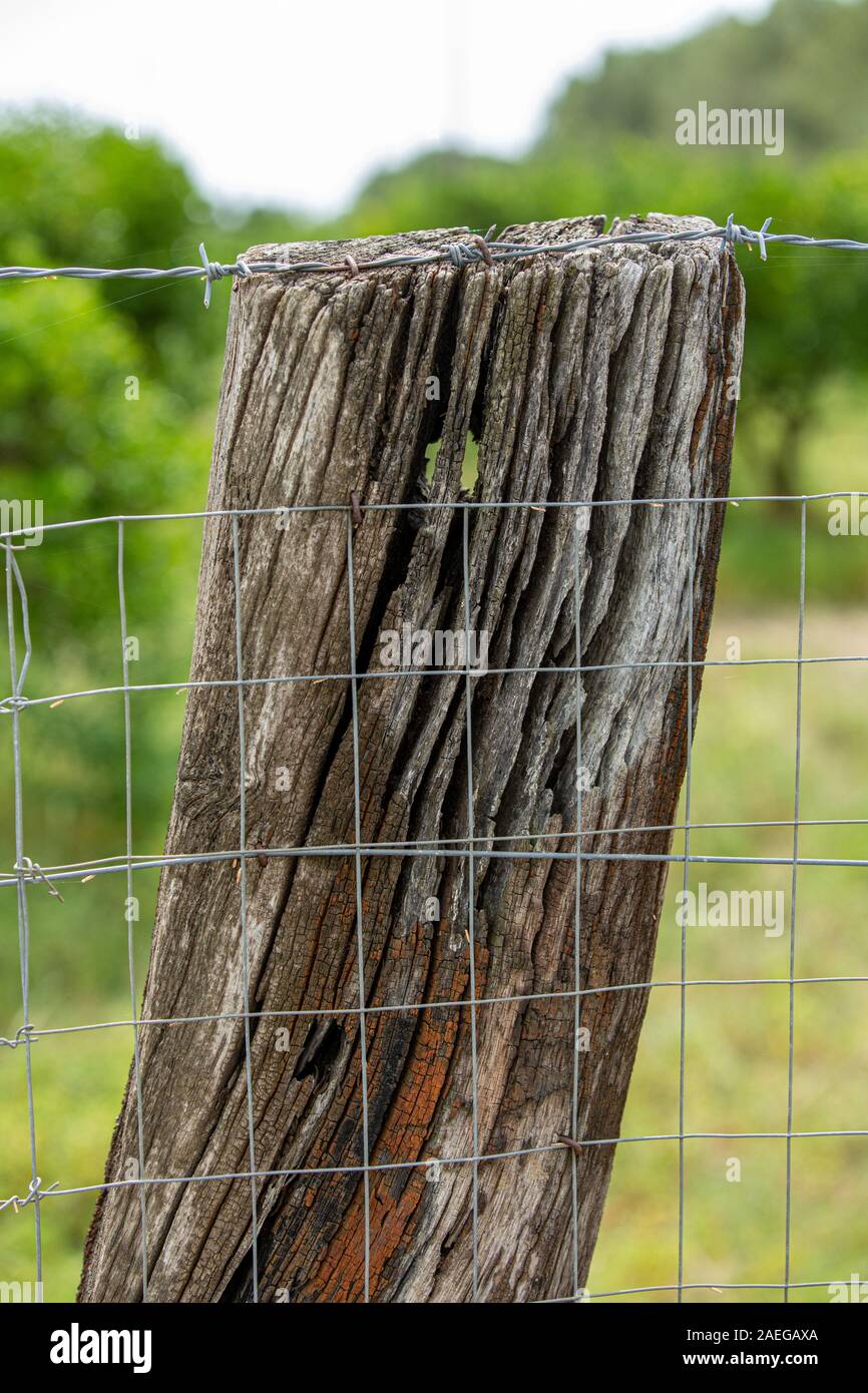 Des barbelés et des clôtures sur un net soutien faite du tronc d'un très vieil arbre. Close-up Banque D'Images