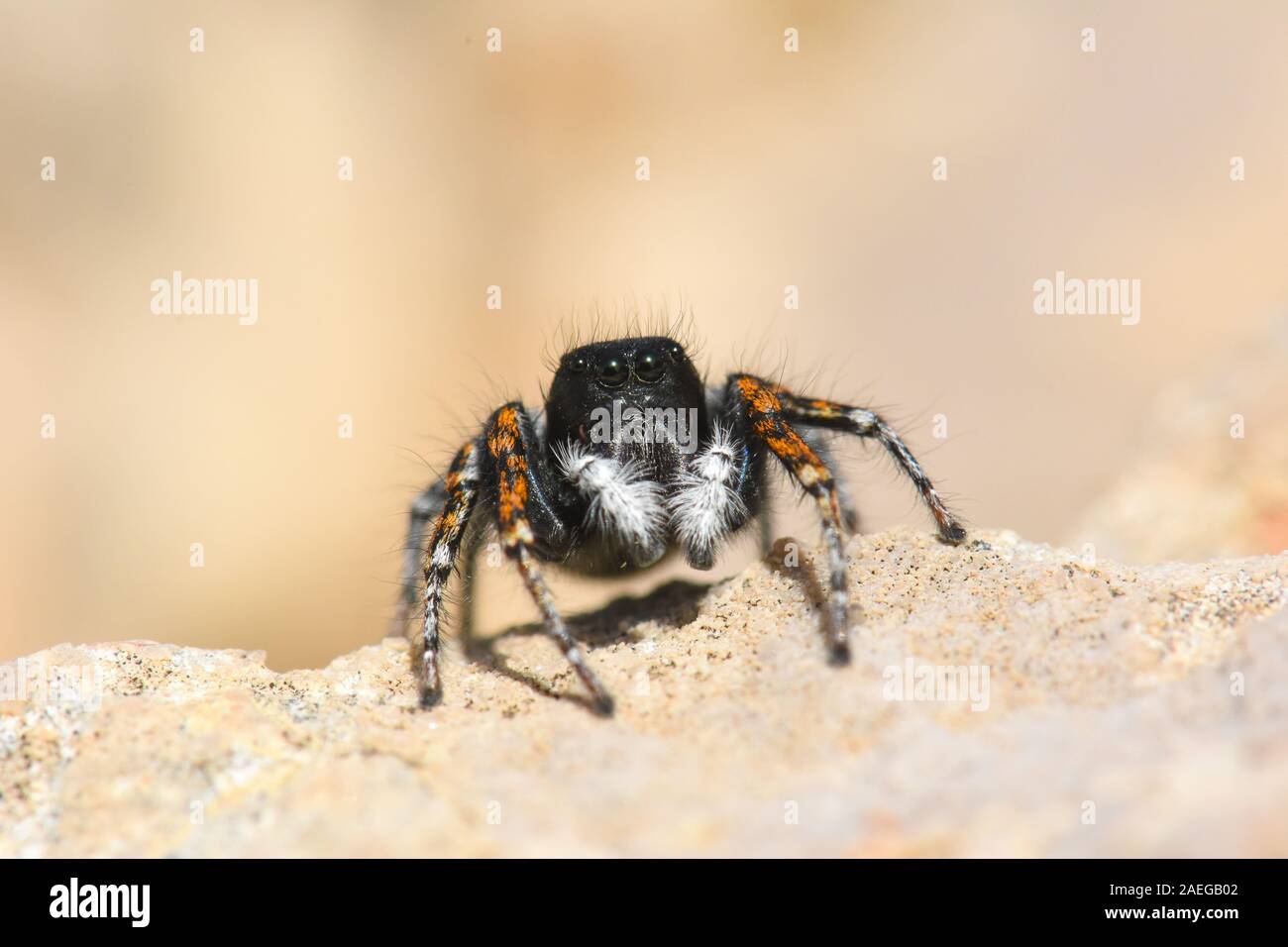 Sautant araignée sur un rocher Banque D'Images