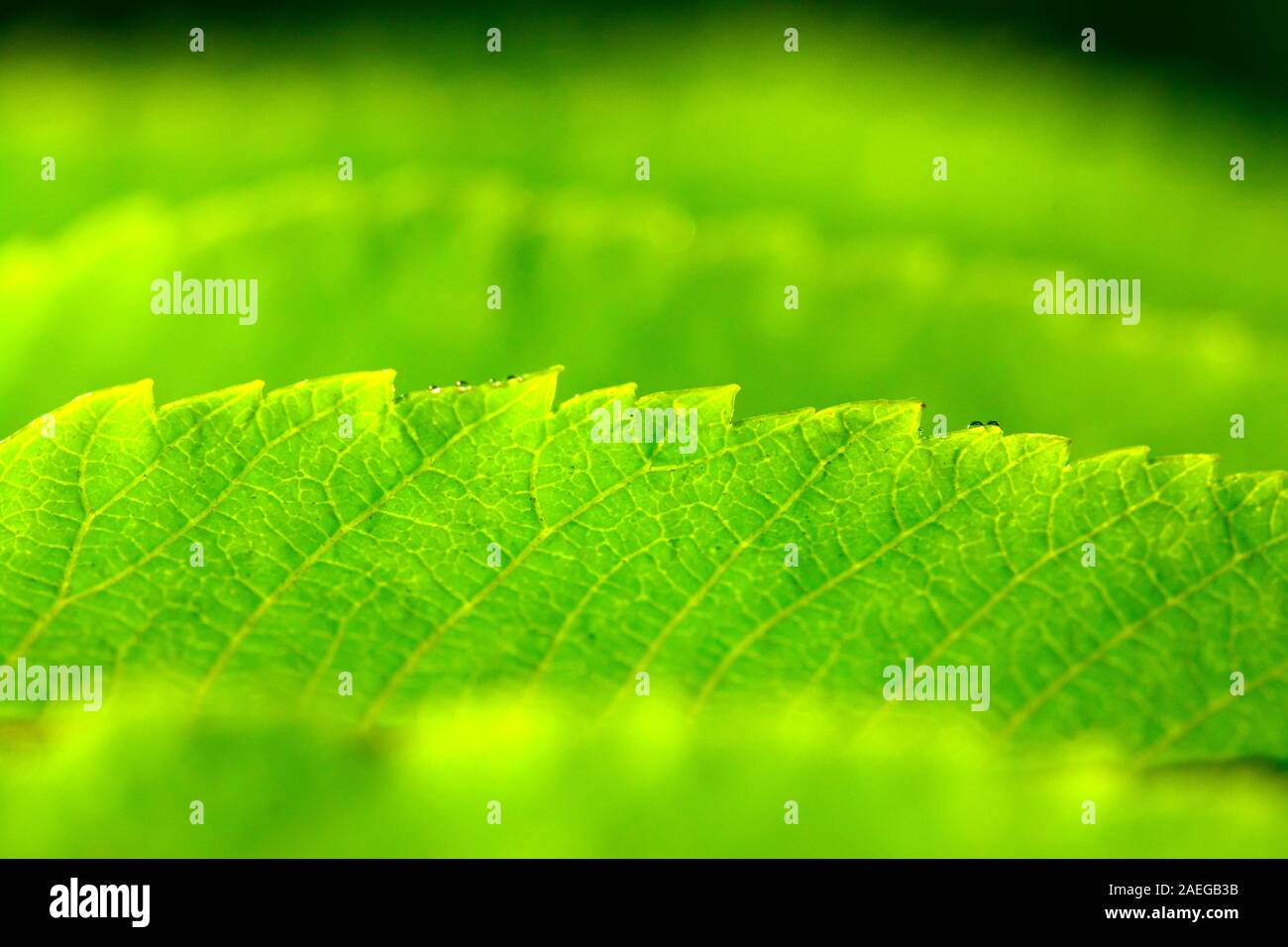Feuilles vert sur une branche parallèle Banque D'Images