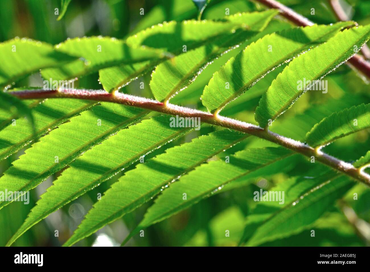 Feuilles vert sur une branche parallèle Banque D'Images