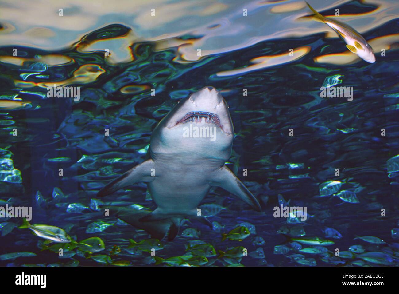 Shark de dessous avec les poissons nagent autour de Banque D'Images