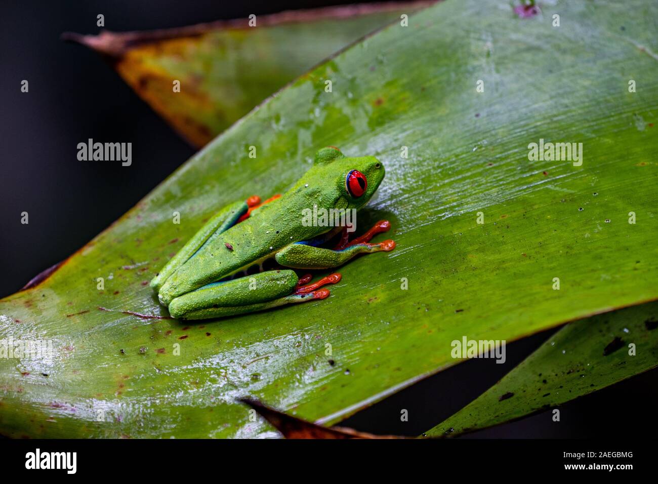 Rainette aux yeux rouges (agalychnis callidryas) au Costa Rica Rainforest. Cette grenouille est trouvé dans les forêts tropicales d'Amérique centrale, où il vit Banque D'Images