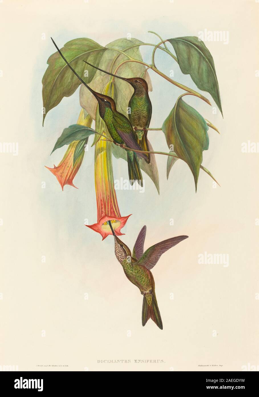 John Gould et Docimastes ensiferus HC, Richter (épée-Docimastes ensiferus Hummingbird) bec (épée-billed Hummingbird) Banque D'Images