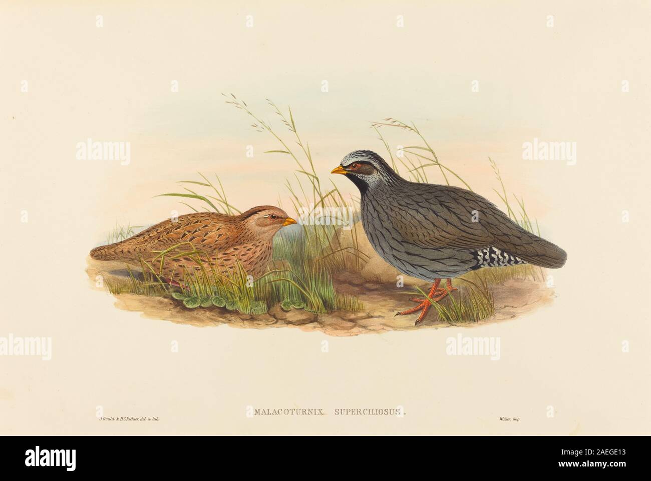 Illustration par John Gould et HC Richter de la caille de montagne, Malacoturnix superciliosus, montrant le plumage distinctif de l'oiseau, sa queue courte et son habitat dans un cadre naturaliste. Banque D'Images