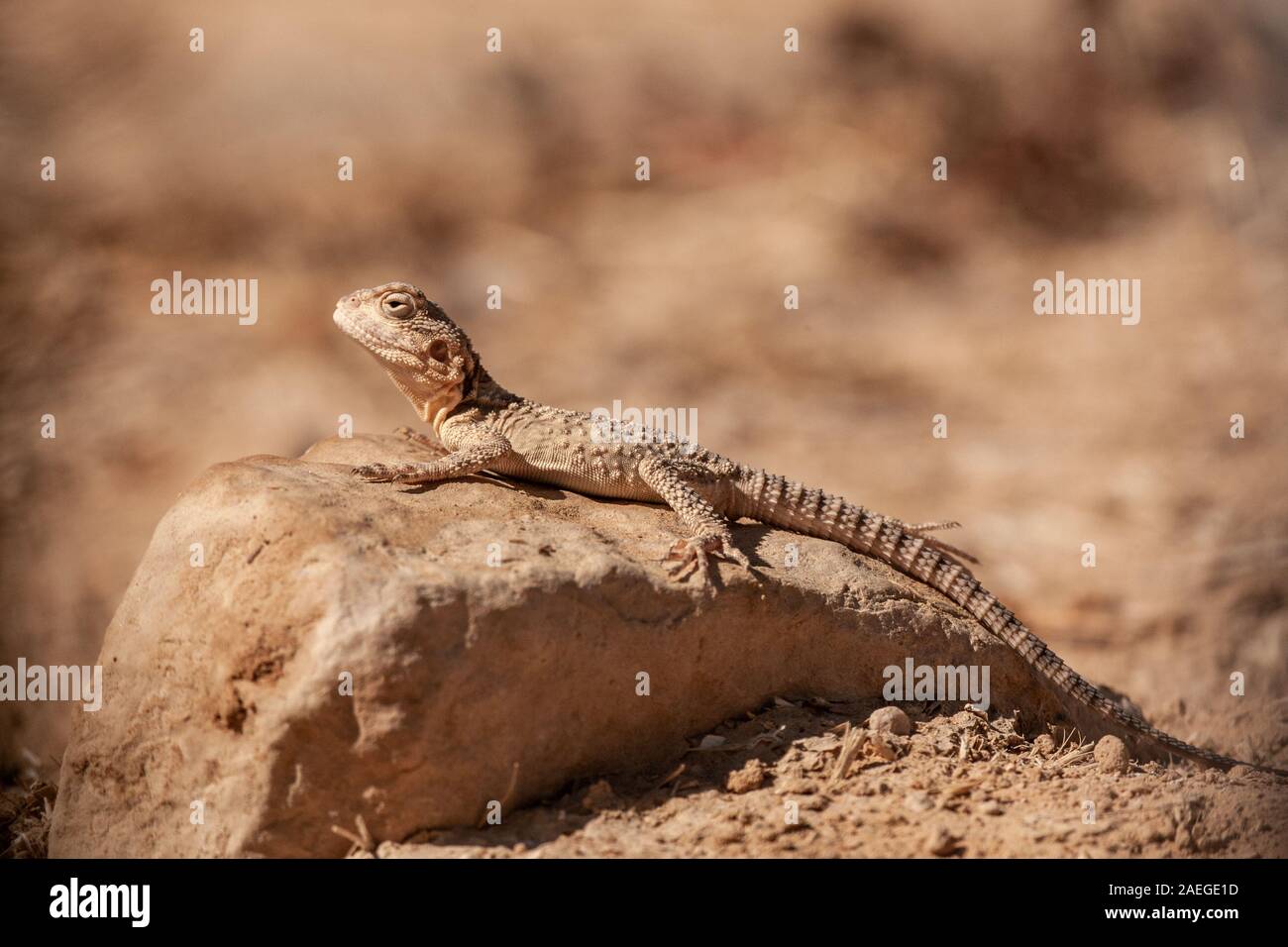 Roughtail rock Laudakia stellio (agama), se prélassant au soleil sur un rocher, photographié en Israël Banque D'Images