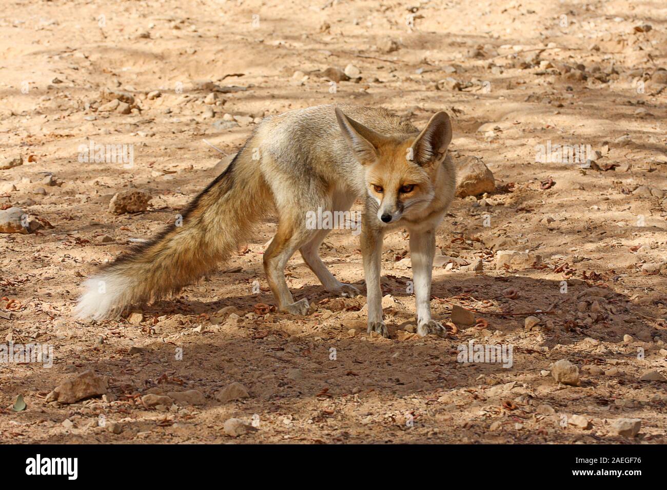 Rueppell's fox et également appelé le sable fox (Vulpes rueppellii). est une espèce de fox vivant en Afrique du Nord, le Moyen-Orient et l'Asie du sud-ouest. Je Banque D'Images