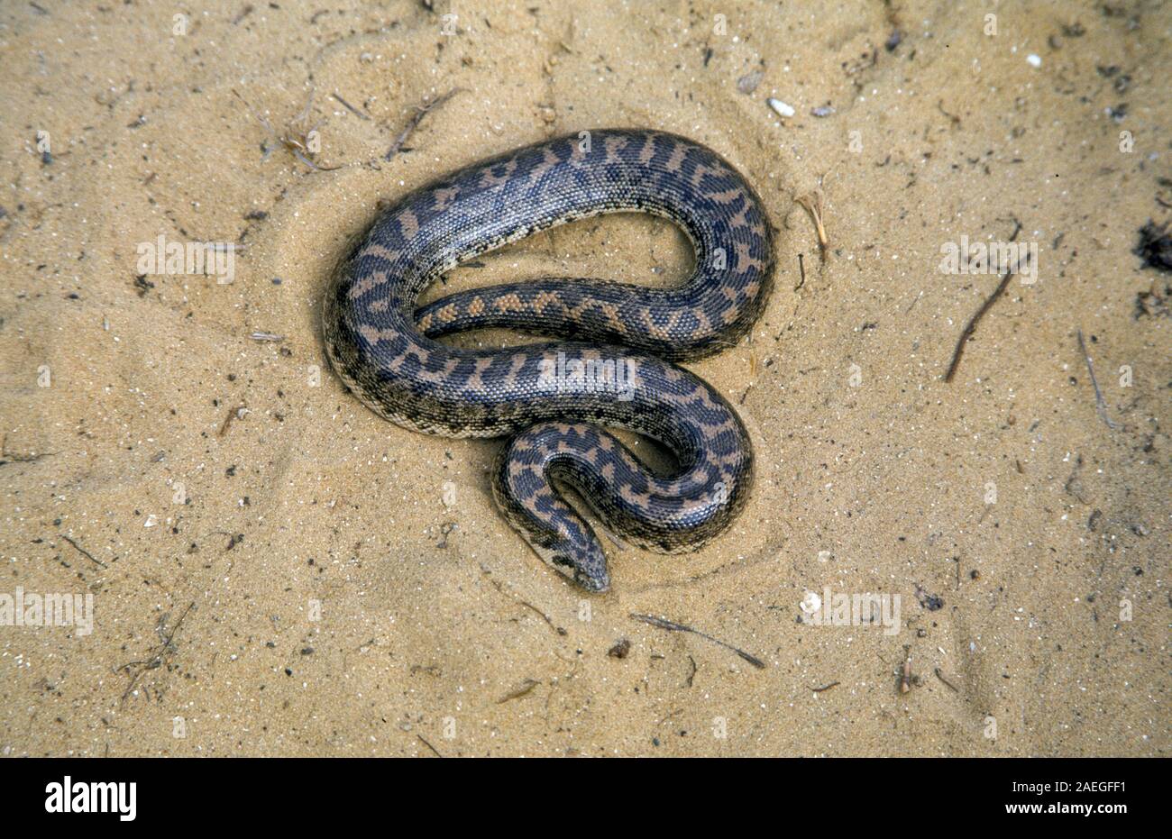 Sable (javelot boa Eryx jaculus) dans le sable. Ce serpent est trouvé en Europe orientale, le Caucase, le Moyen-Orient et l'Afrique. Photographié en Israël Banque D'Images
