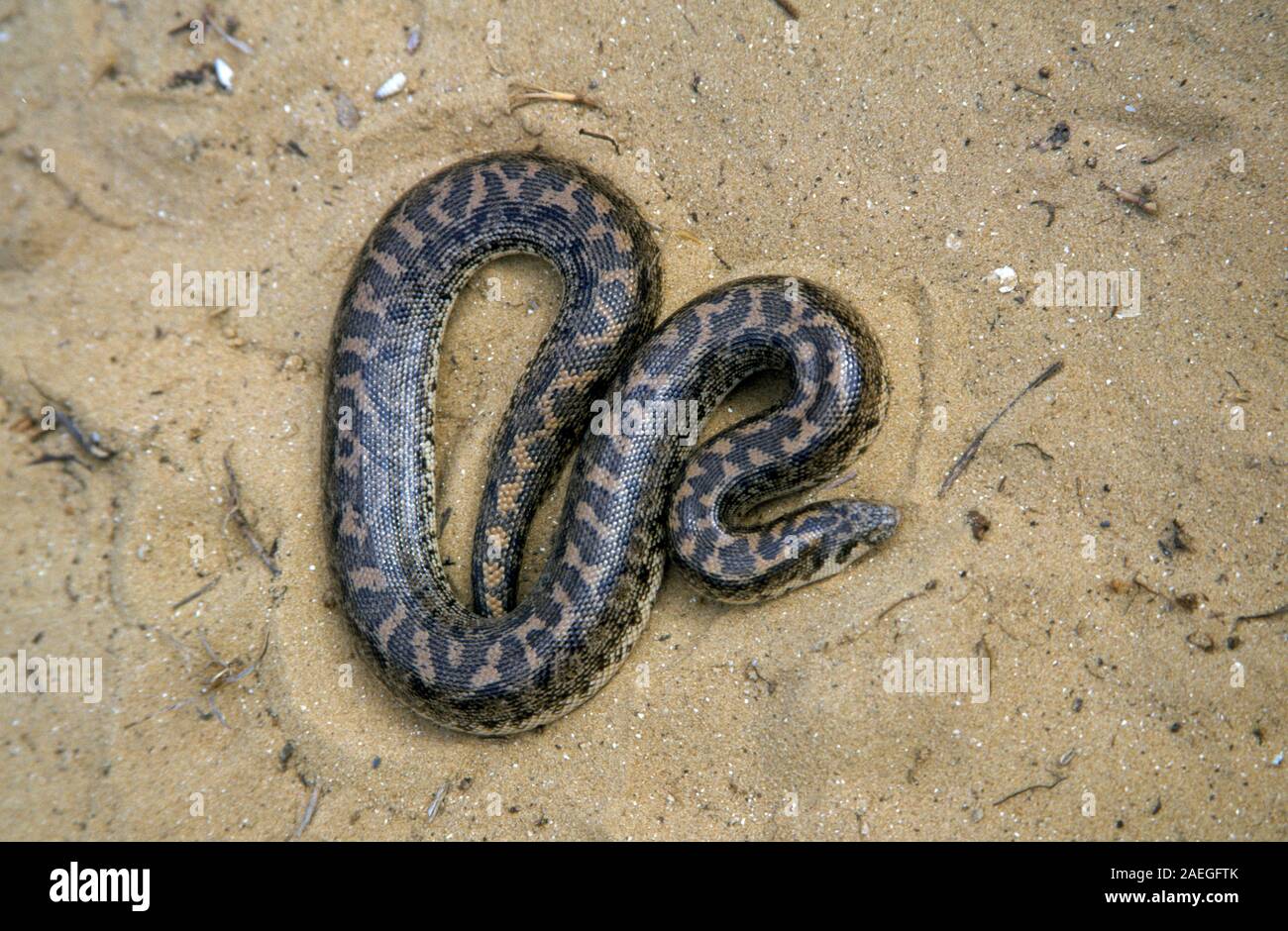 Sable (javelot boa Eryx jaculus) dans le sable. Ce serpent est trouvé en Europe orientale, le Caucase, le Moyen-Orient et l'Afrique. Photographié en Israël Banque D'Images