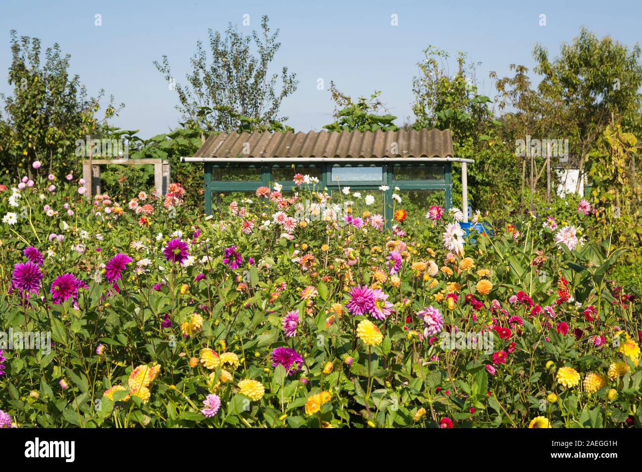 Marguerite dorée en fleurs fleurs au jardin un allotissement aux Pays-Bas Banque D'Images