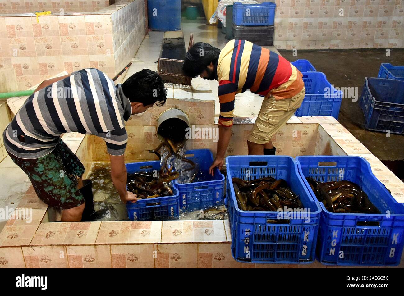 Dhaka, Bangladesh. 9Th Mar, 2019. Processus de travailleurs à l'anguille poisson un centre de traitement à Dhaka, Bangladesh, le 9 décembre 2019. Au milieu d'un boom des exportations, l'augmentation du nombre de fermes de l'anguille sont mis en place au Bangladesh. Credit : Str/Xinhua/Alamy Live News Banque D'Images