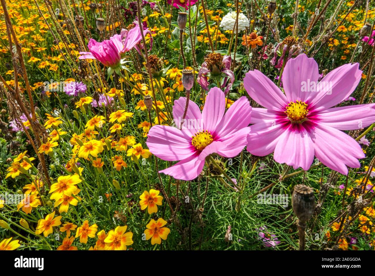 Fleurs jardin rose clair couleur Cosmos bipinnatus Banque D'Images
