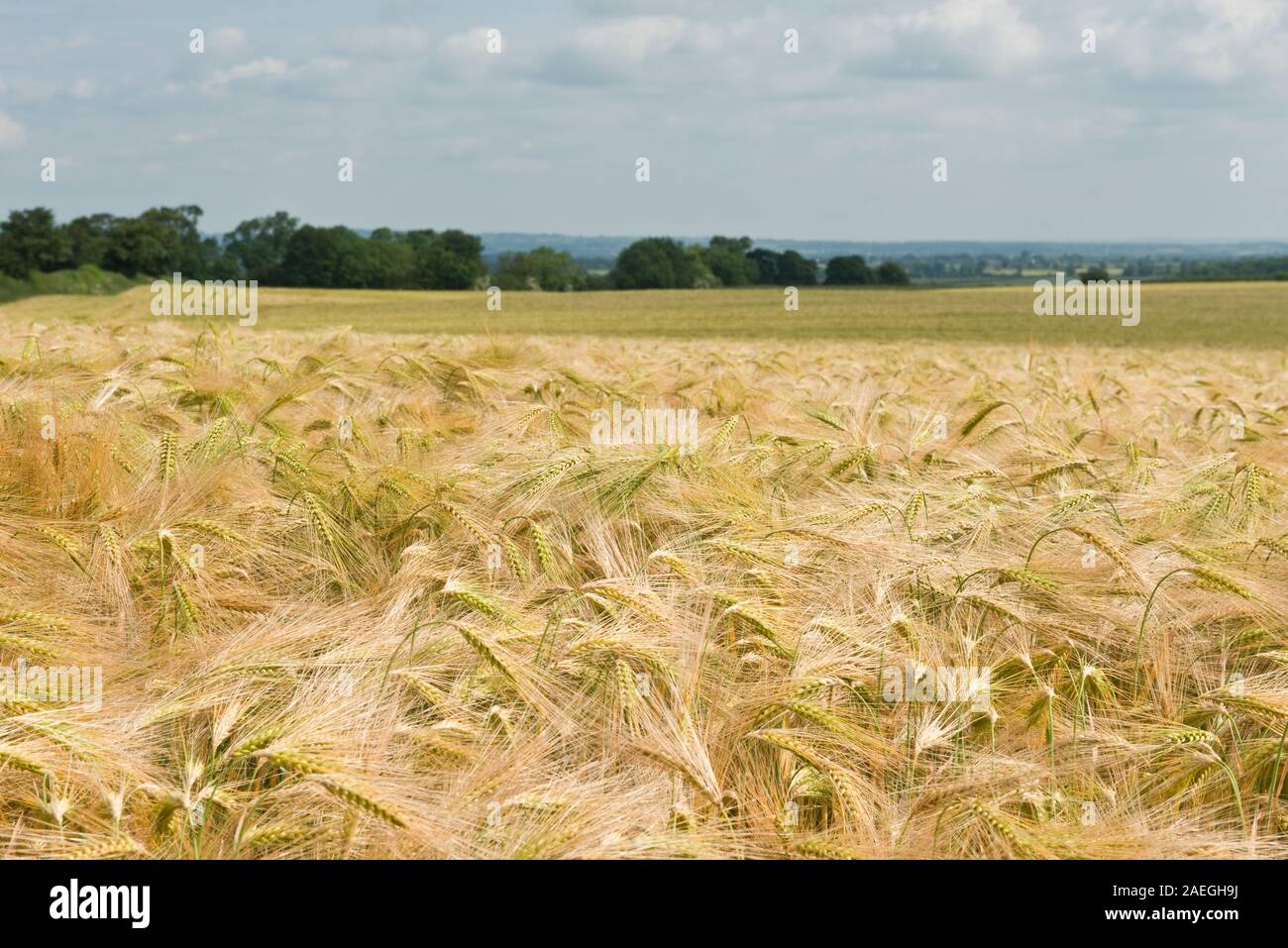 Domaine des cultures arables de l'orge. North Yorkshire, Angleterre Banque D'Images