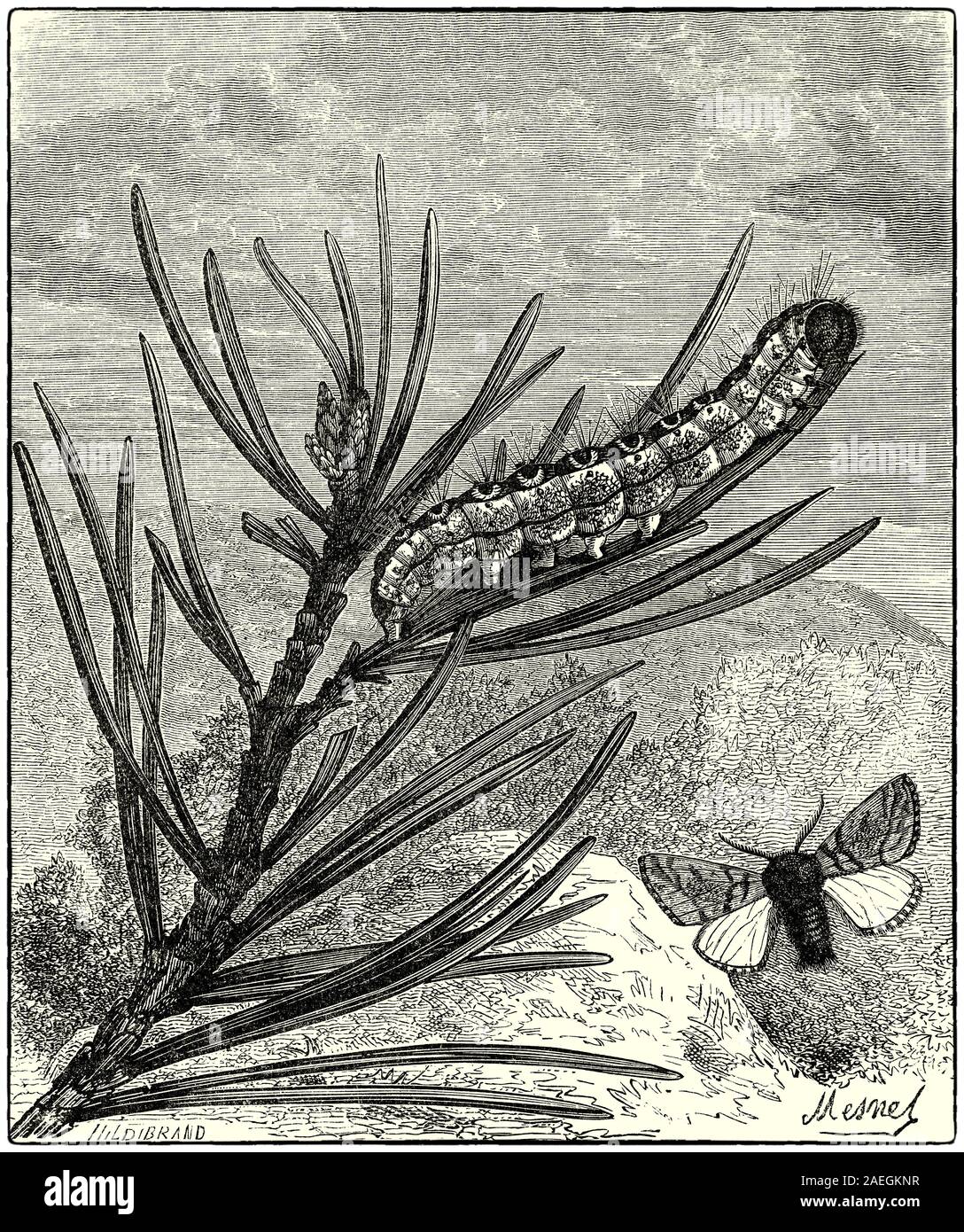 Bombyx du pin, un pin à Caterpillar et espèce de formulaire. La chenille processionnaire du pin, un lépidoptère de la famille Thaumetopoeidae est l'un des plus destructeurs d'espèces de pins et de cèdres de l'Asie centrale, Afrique du Nord et les pays du sud de l'Europe. Le urticating poils de la chenille larves causent des réactions néfastes chez les humains et autres mammifères. L'espèce est remarquable pour le comportement de ses chenilles, qui hivernent dans la tente-comme des nids de pins, et qui se déroulent à travers les bois dans les colonnes, protégés par leurs poils très irritant. Banque D'Images