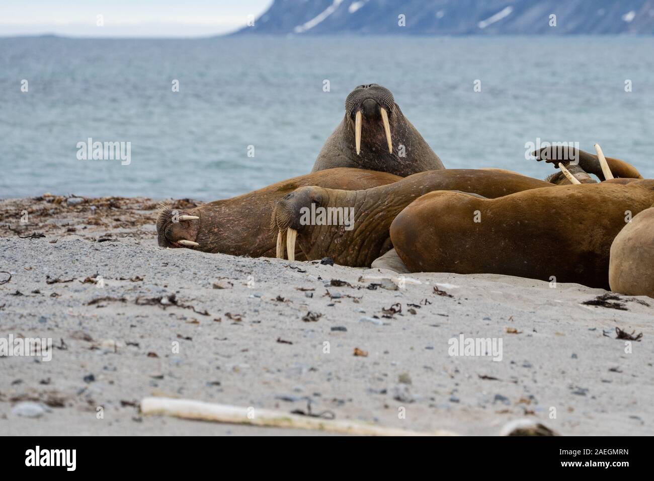 Morse de l'Atlantique (Odobenus rosmarus rosmarus). Cette grande, grégaire par rapport du joint a défenses qui peuvent atteindre un mètre de longueur. Le mâle (b Banque D'Images Morse de l'Atlantique (Odobenus rosmarus rosmarus). Cette grande, grégaire par rapport du joint a défenses qui peuvent atteindre un mètre de longueur. Le mâle (b Banque D'Images