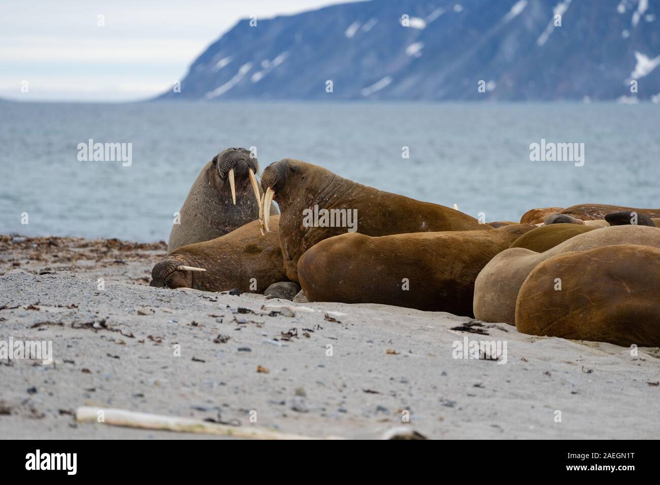 Morse de l'Atlantique (Odobenus rosmarus rosmarus). Cette grande, grégaire par rapport du joint a défenses qui peuvent atteindre un mètre de longueur. Le mâle (b Banque D'Images Morse de l'Atlantique (Odobenus rosmarus rosmarus). Cette grande, grégaire par rapport du joint a défenses qui peuvent atteindre un mètre de longueur. Le mâle (b Banque D'Images